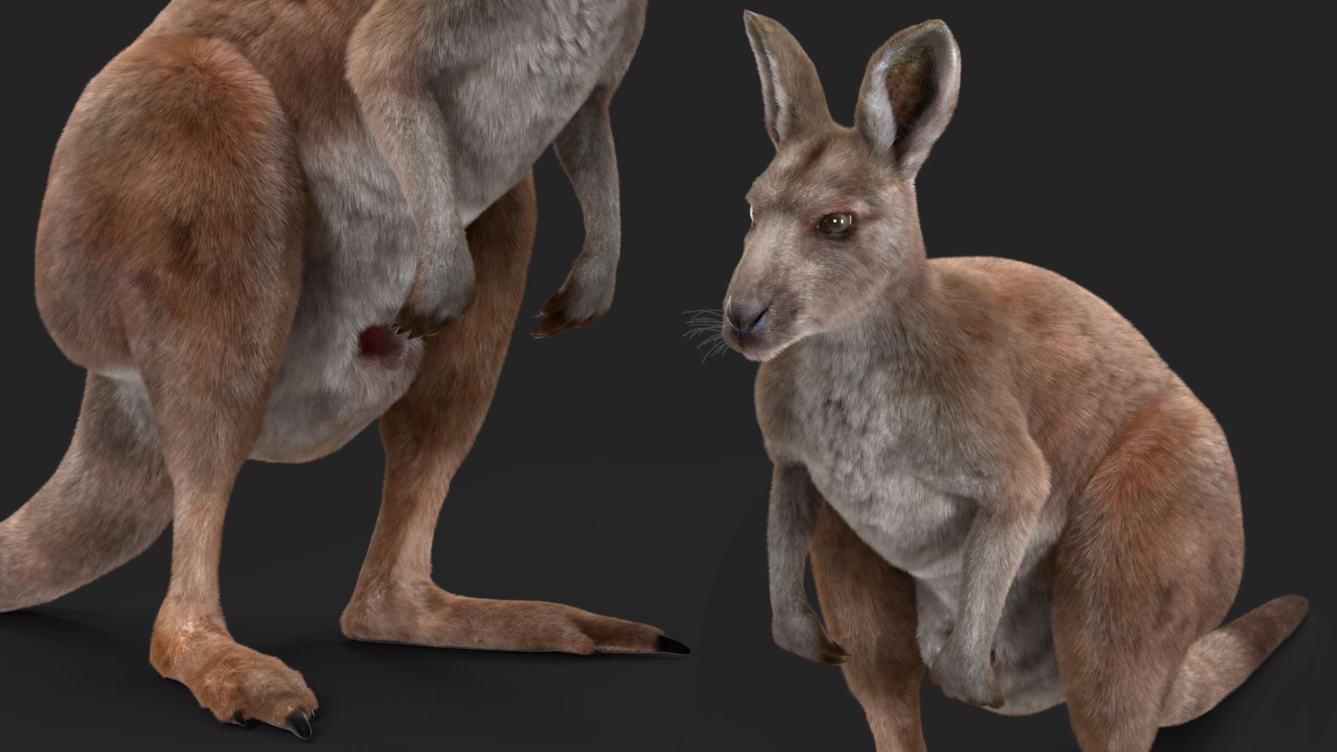 Female Kangaroo Fur 3D model