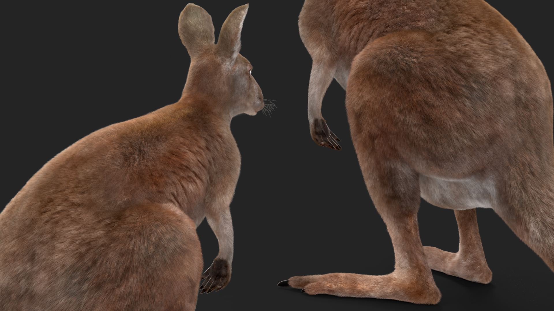 Female Kangaroo Fur 3D model
