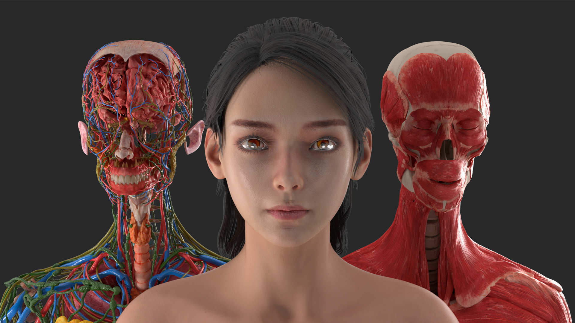 Realistic Skin and Full Body Anatomy Asian Female 3D model