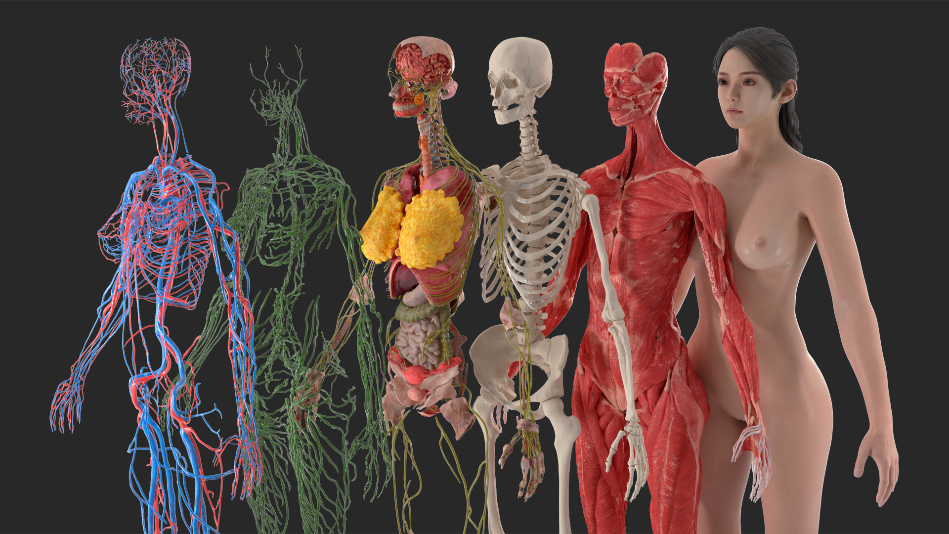 Realistic Skin and Full Body Anatomy Asian Female 3D model