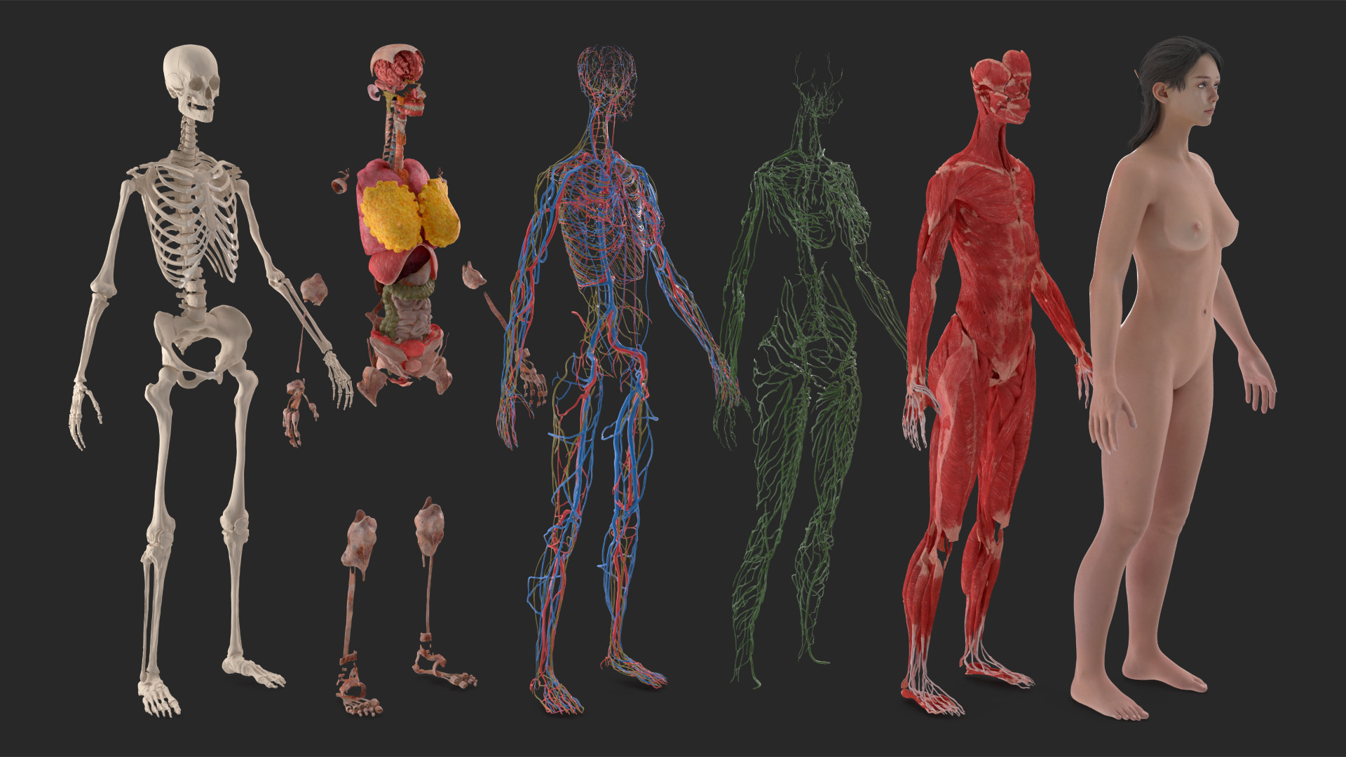 Realistic Skin and Full Body Anatomy Asian Female 3D model