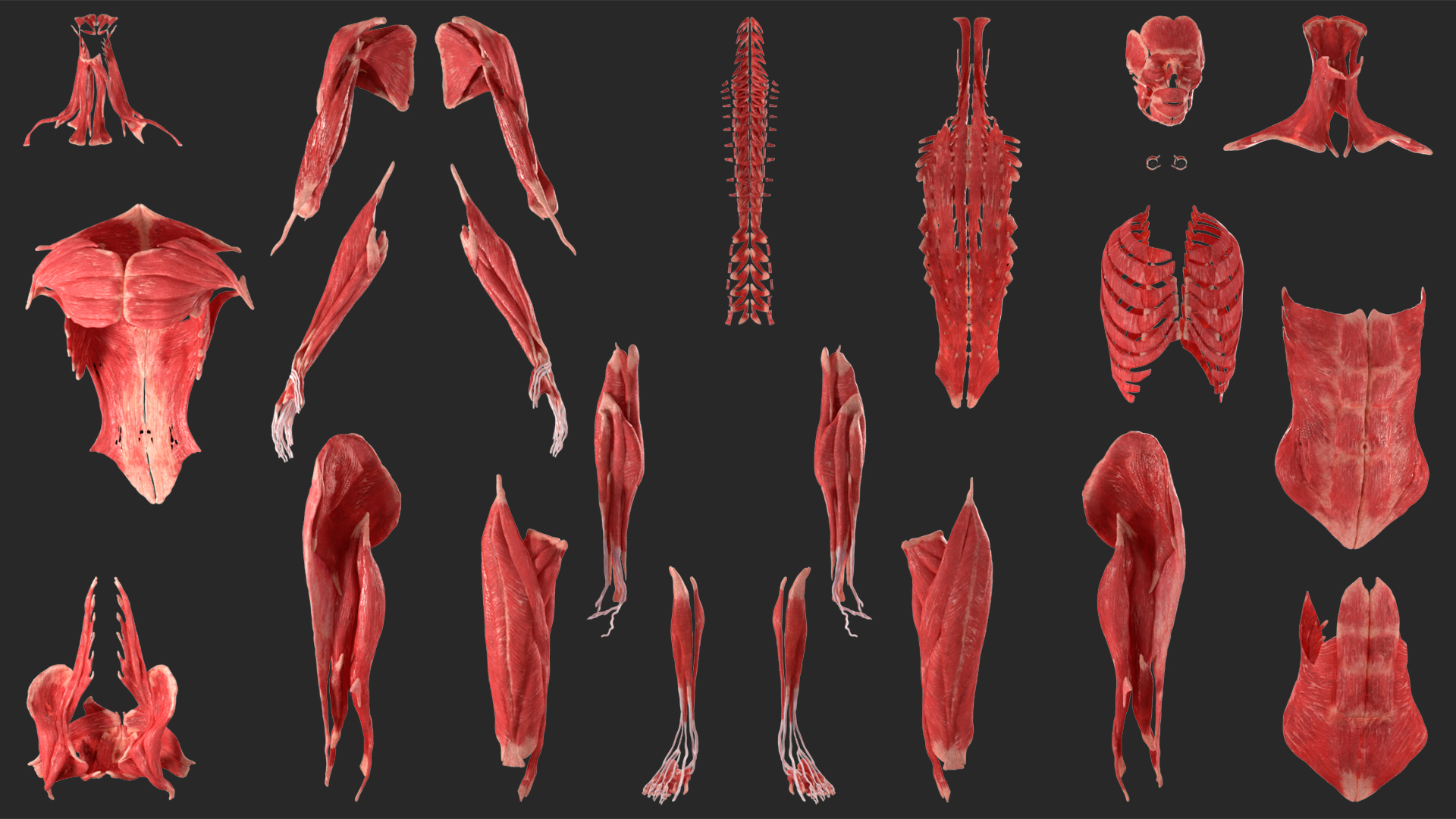 Realistic Skin and Full Body Anatomy Asian Female 3D model