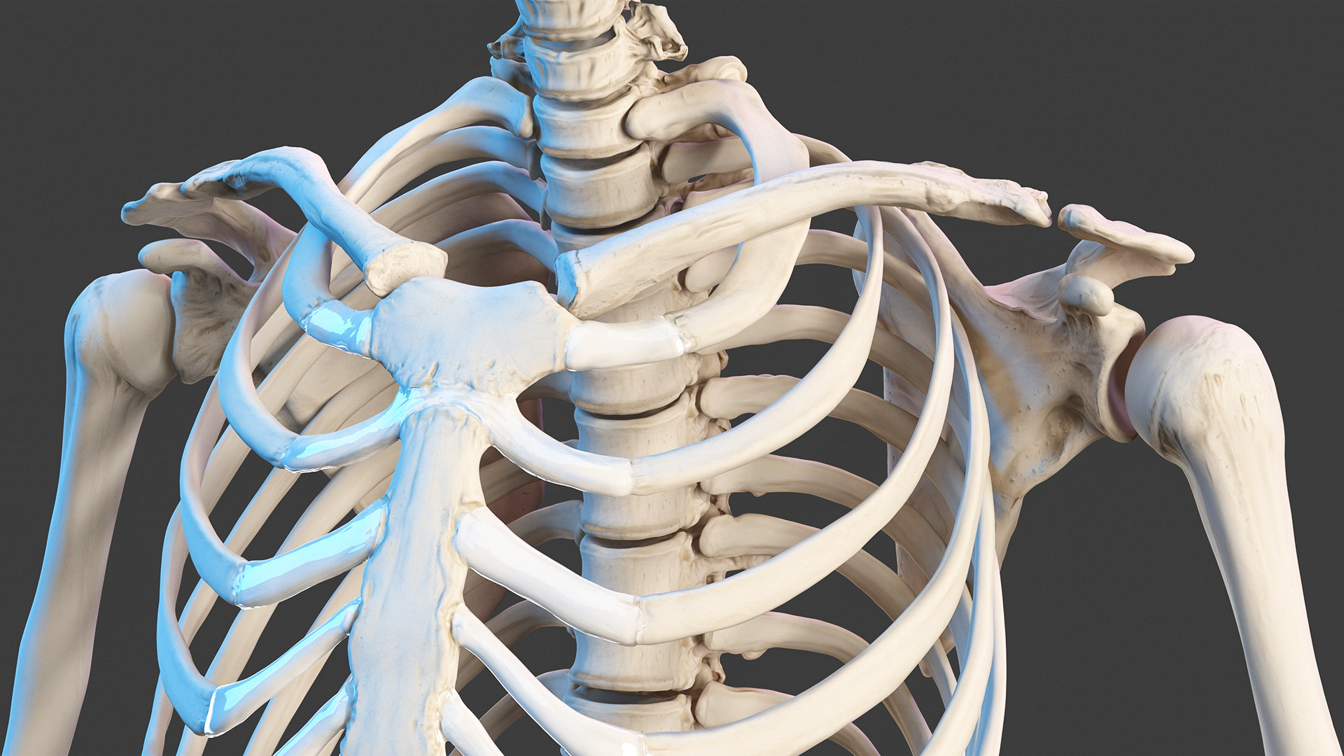 Realistic Skin and Full Body Anatomy Asian Female 3D model