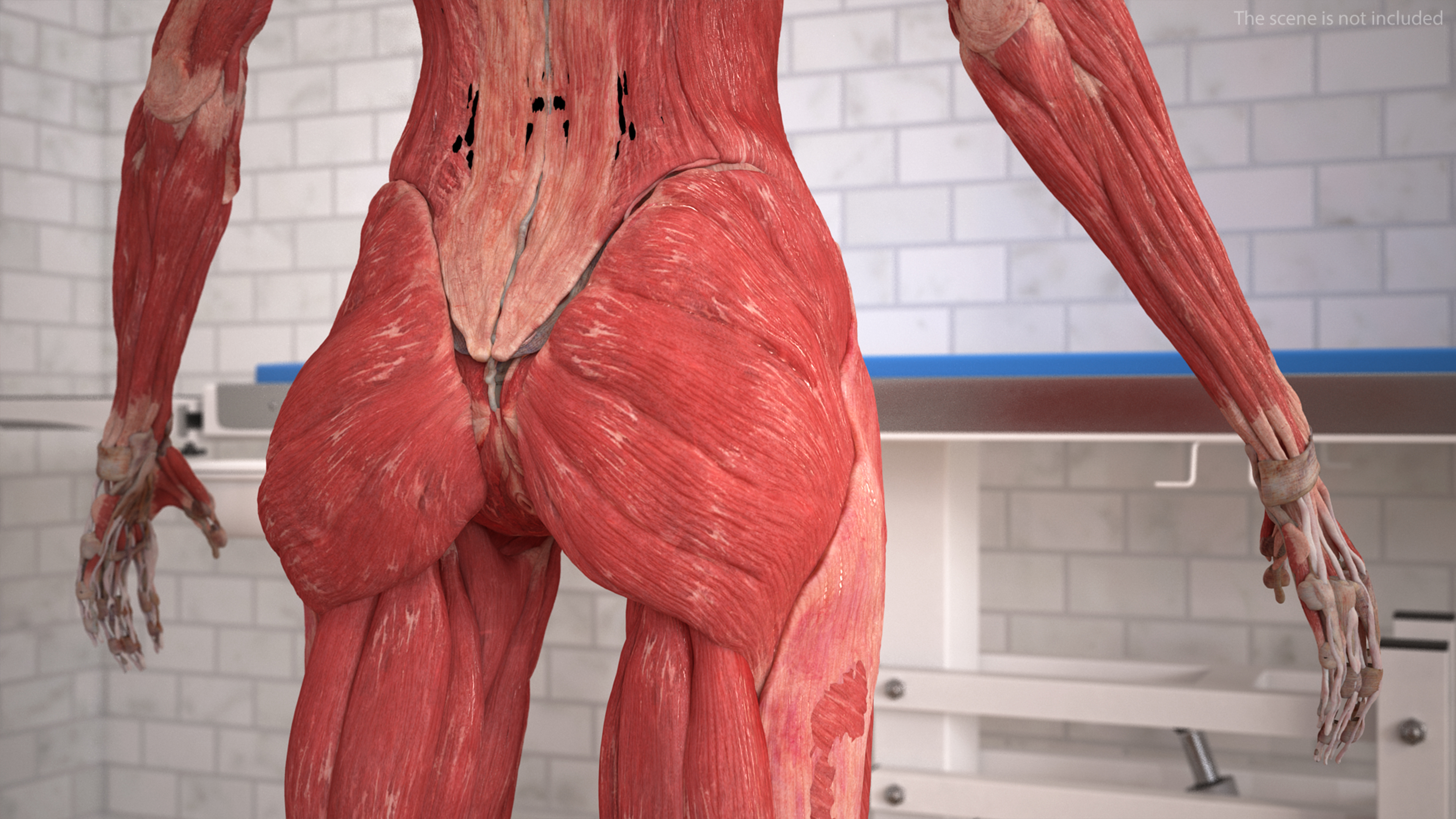 Realistic Skin and Full Body Anatomy Asian Female 3D model