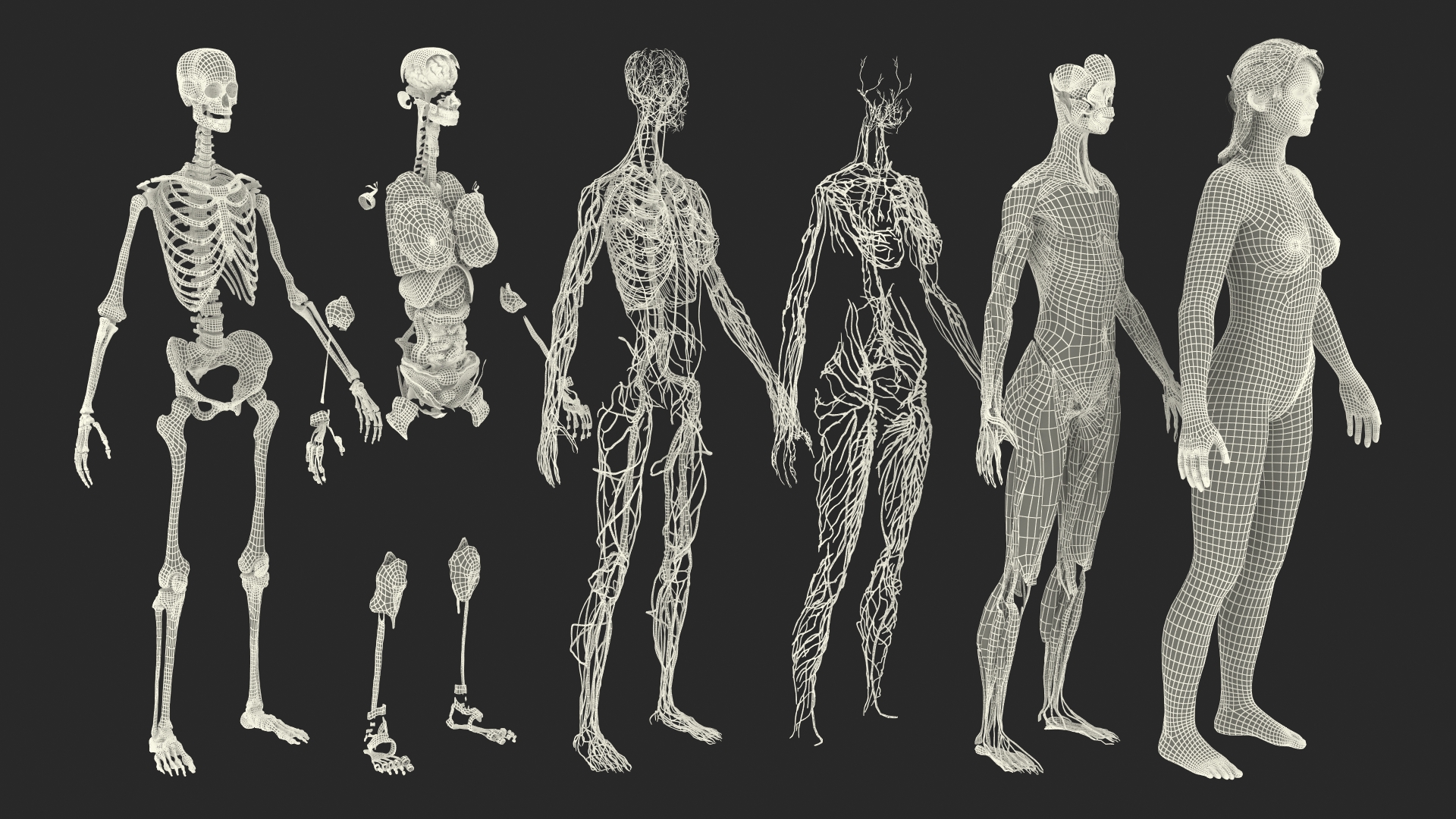 Realistic Skin and Full Body Anatomy Asian Female 3D model