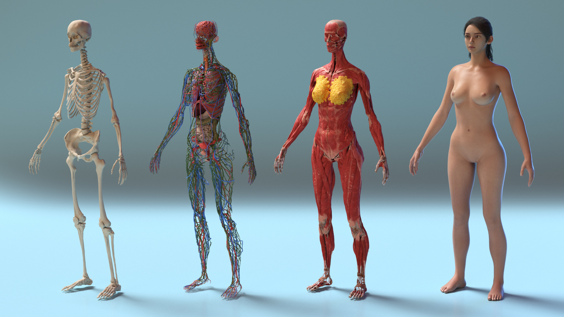 Realistic Skin and Full Body Anatomy Asian Female 3D model