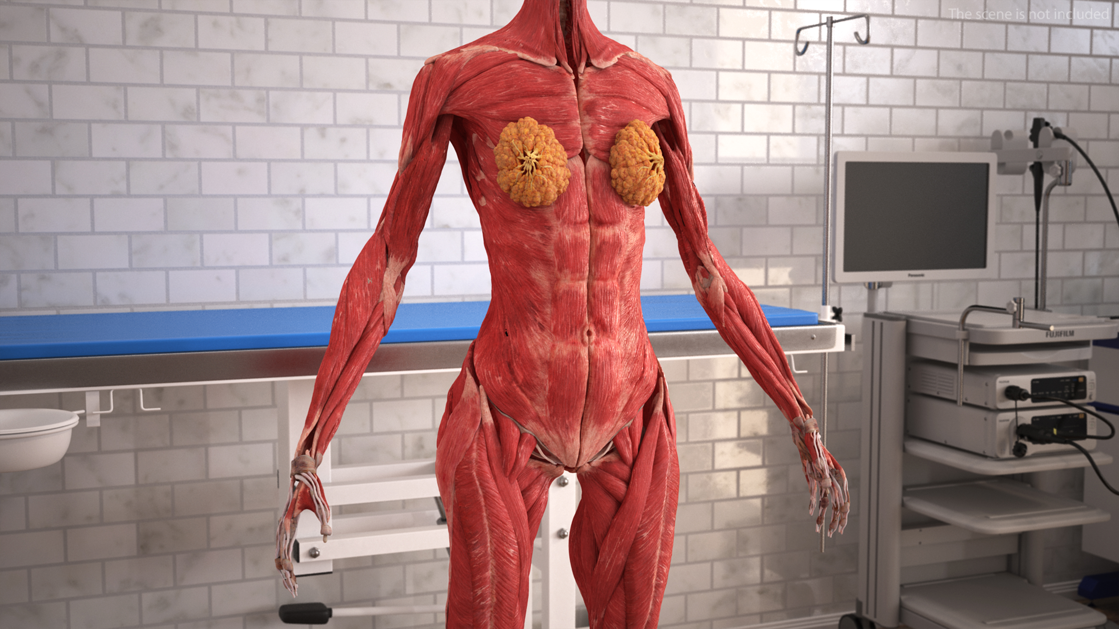 Realistic Skin and Full Body Anatomy Asian Female 3D model