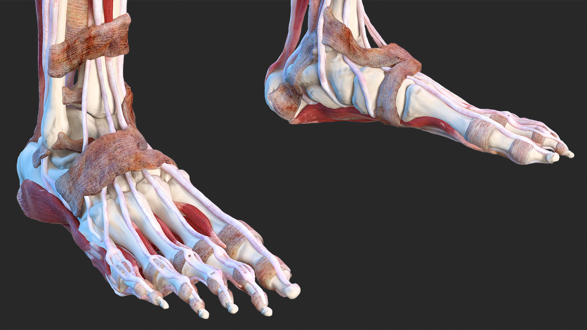Realistic Skin and Full Body Anatomy Asian Female 3D model