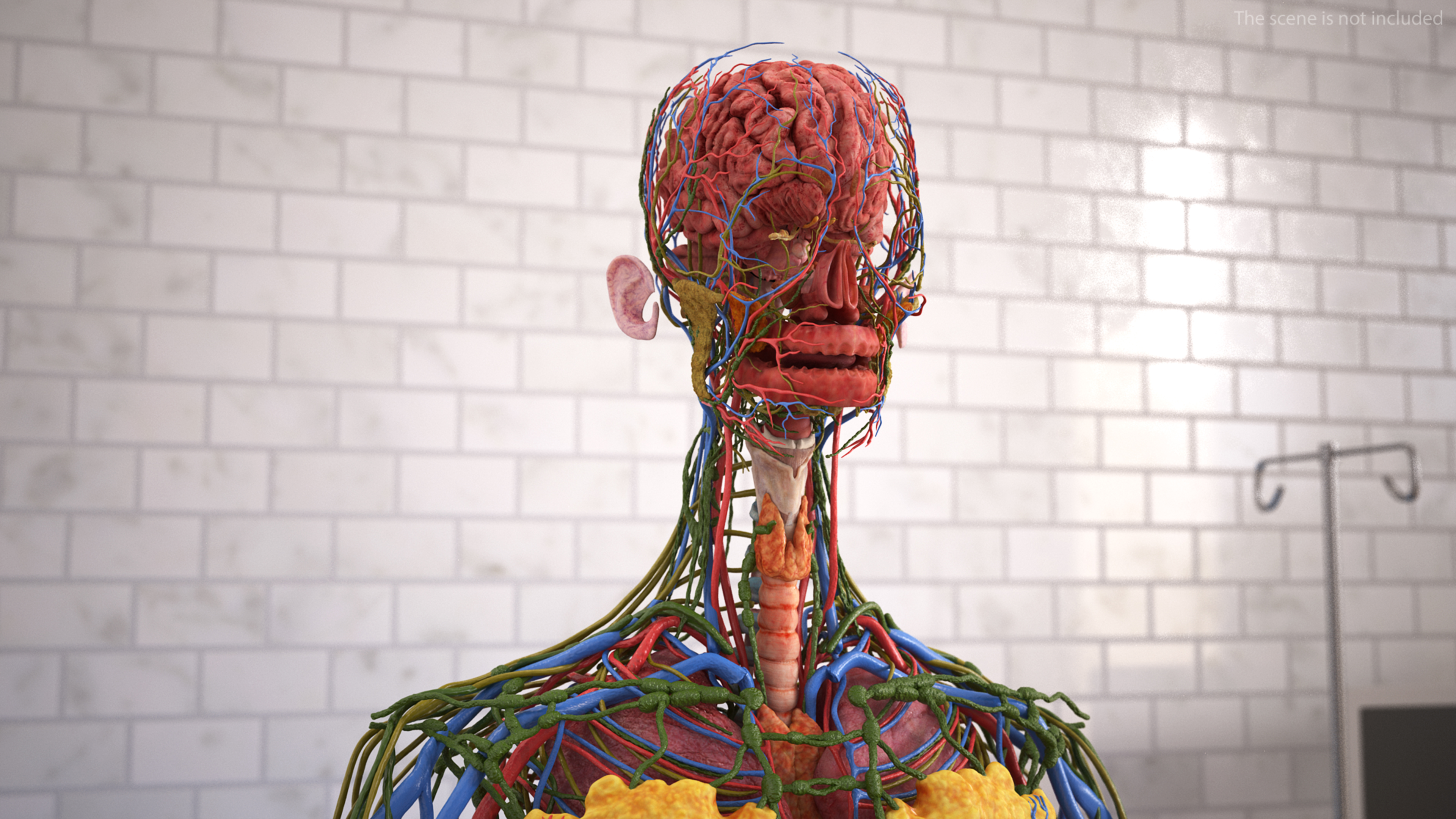 Realistic Skin and Full Body Anatomy Asian Female 3D model