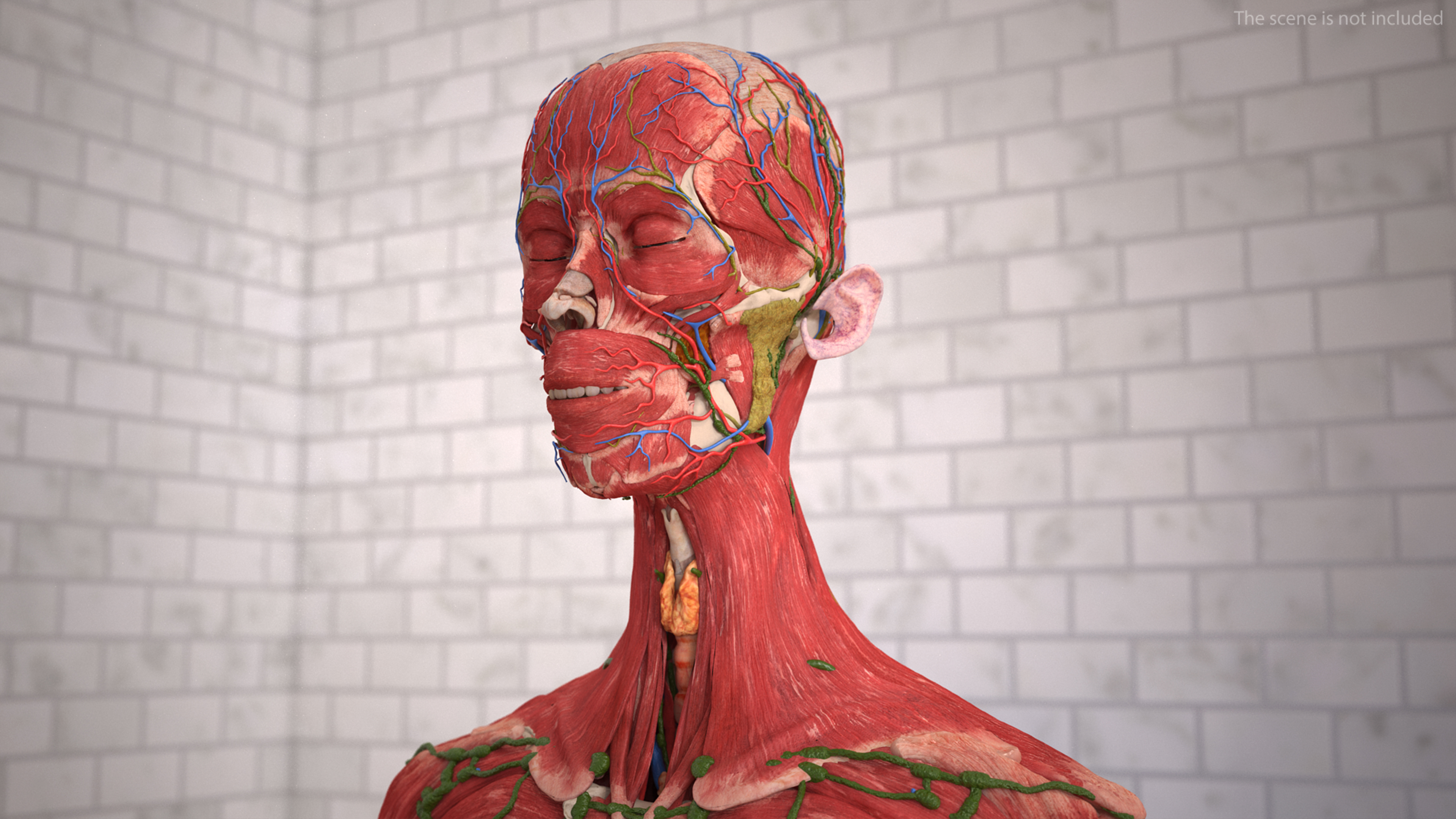 Realistic Skin and Full Body Anatomy Asian Female 3D model