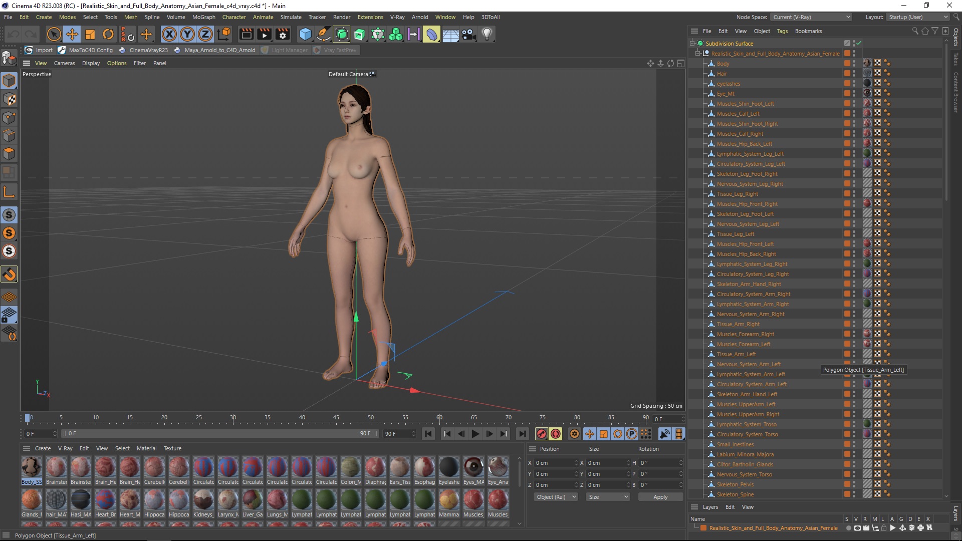 Realistic Skin and Full Body Anatomy Asian Female 3D model
