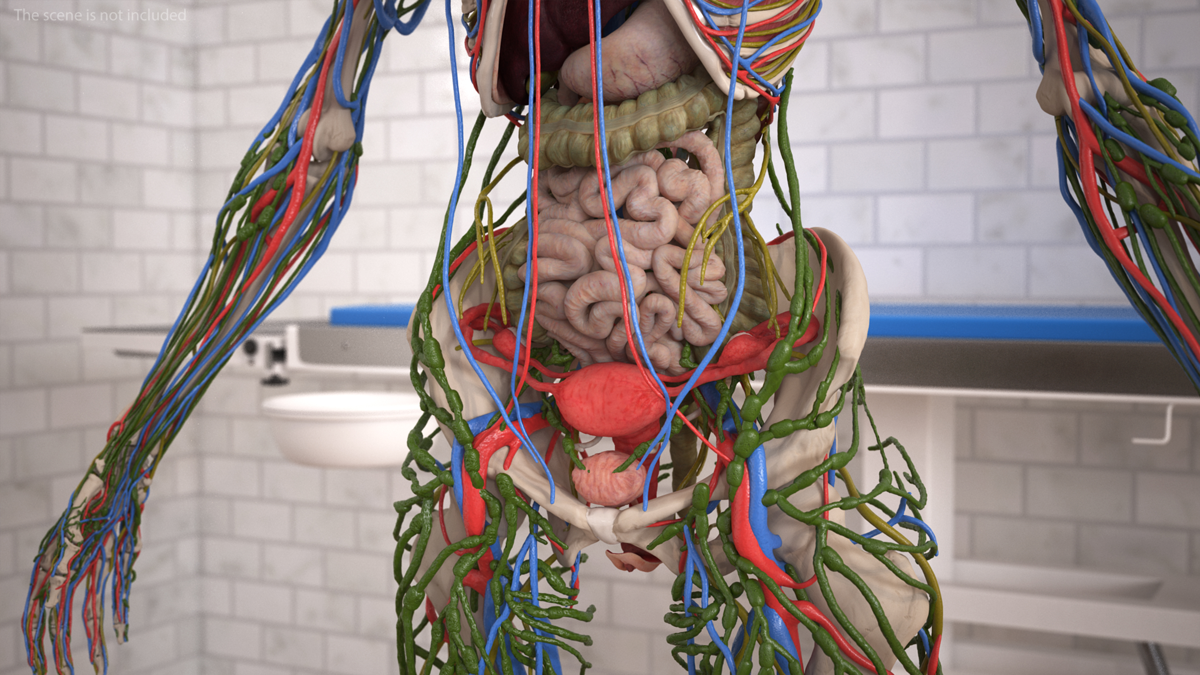 Realistic Skin and Full Body Anatomy Asian Female 3D model