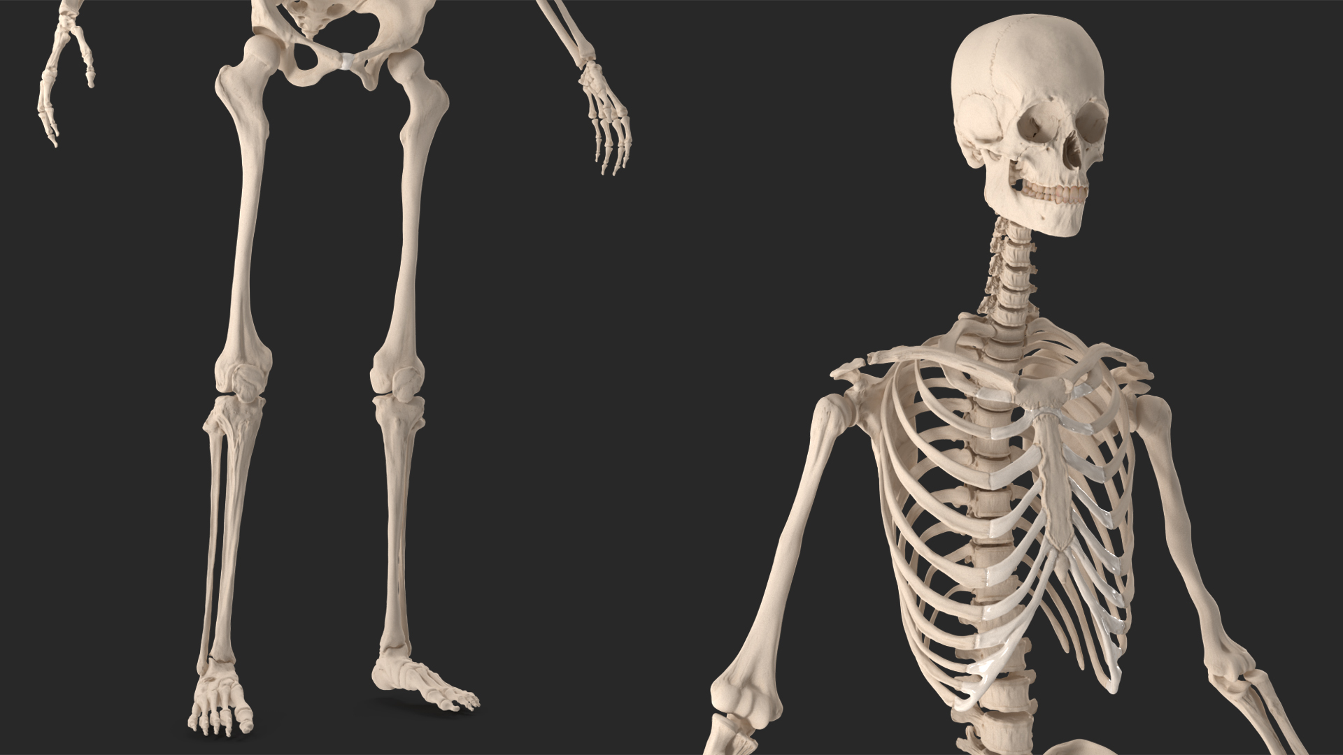 Realistic Skin and Full Body Anatomy Asian Female 3D model