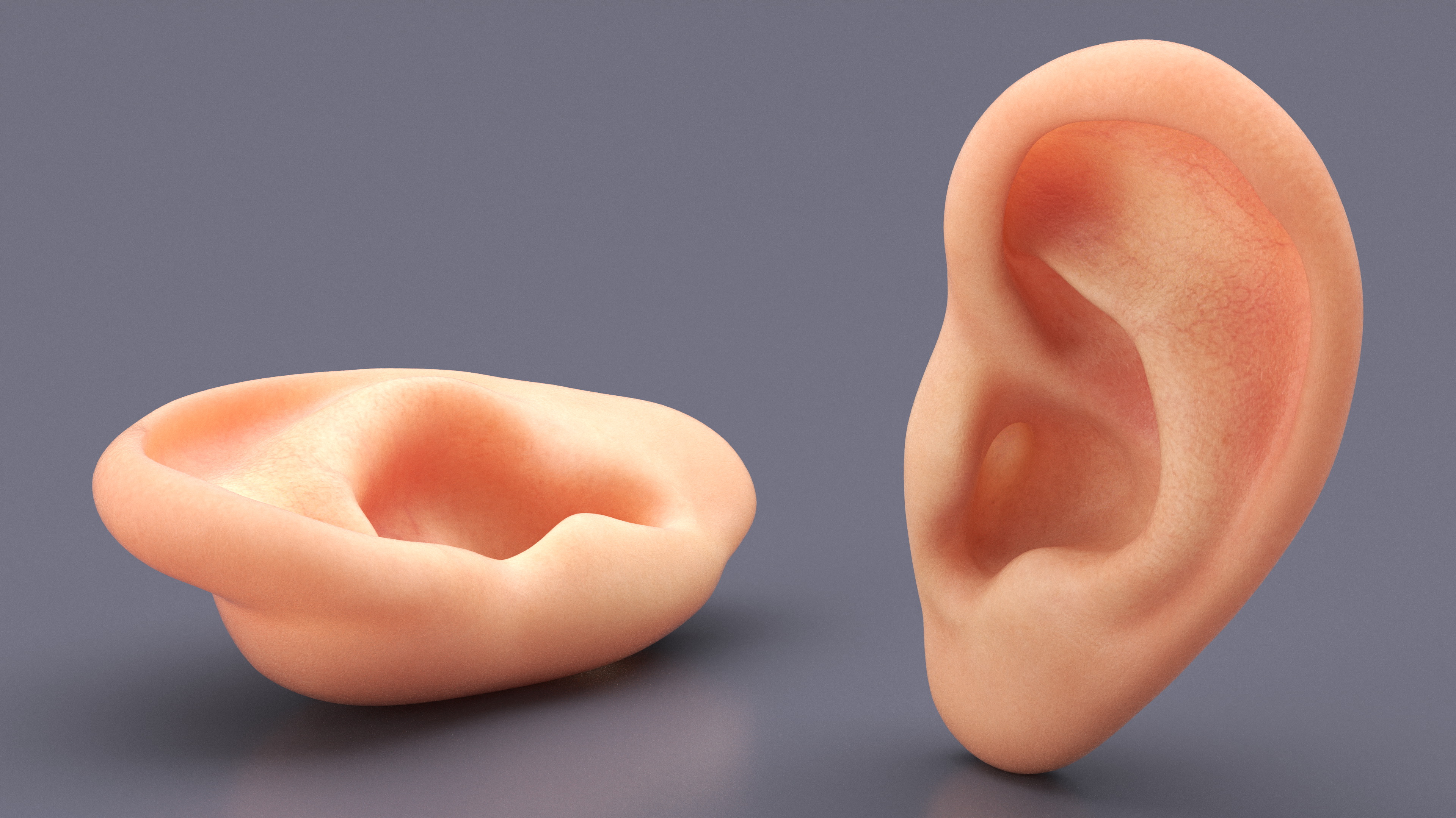 Realistic Human Ear Left 3D model