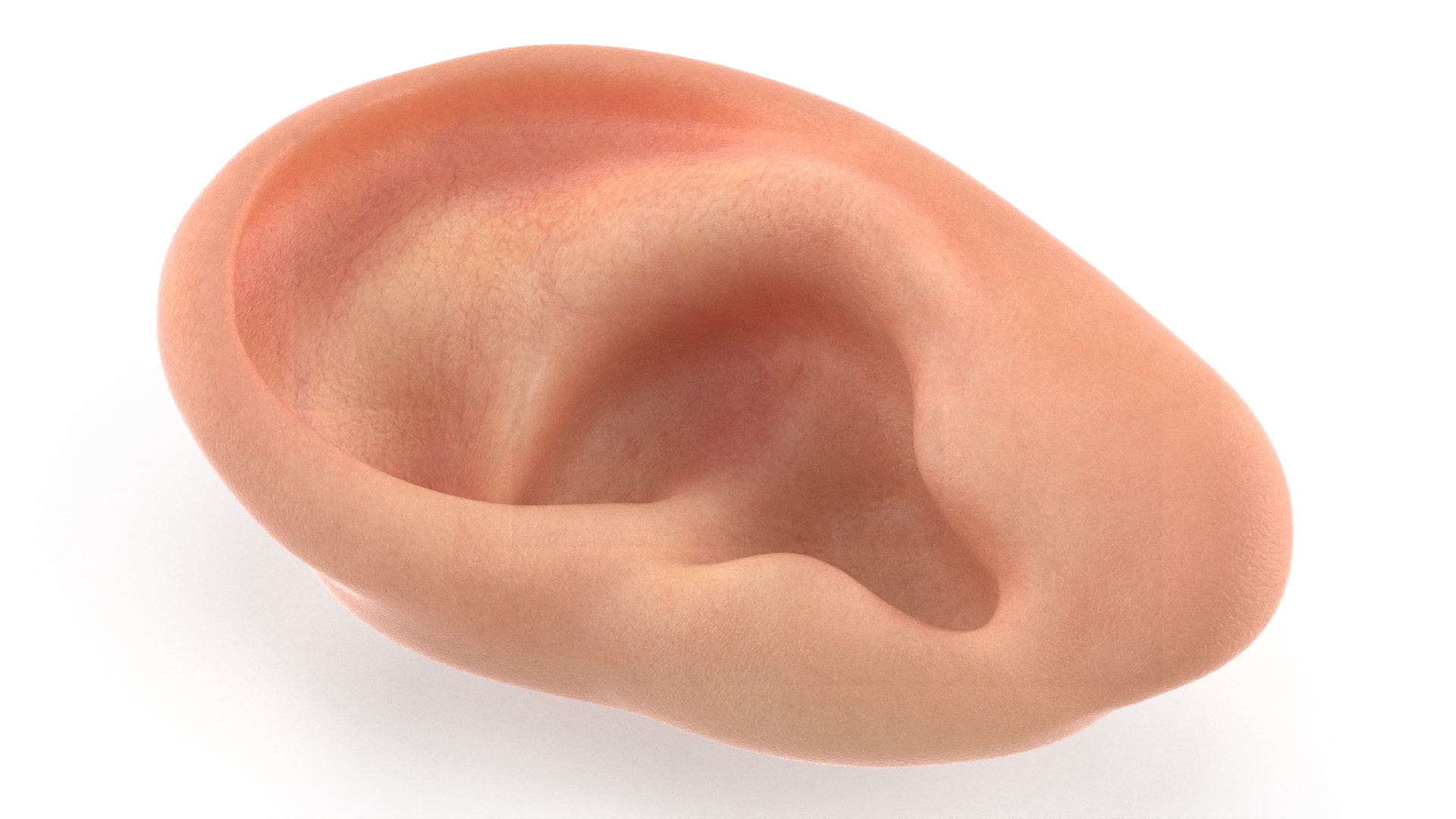 Realistic Human Ear Left 3D model