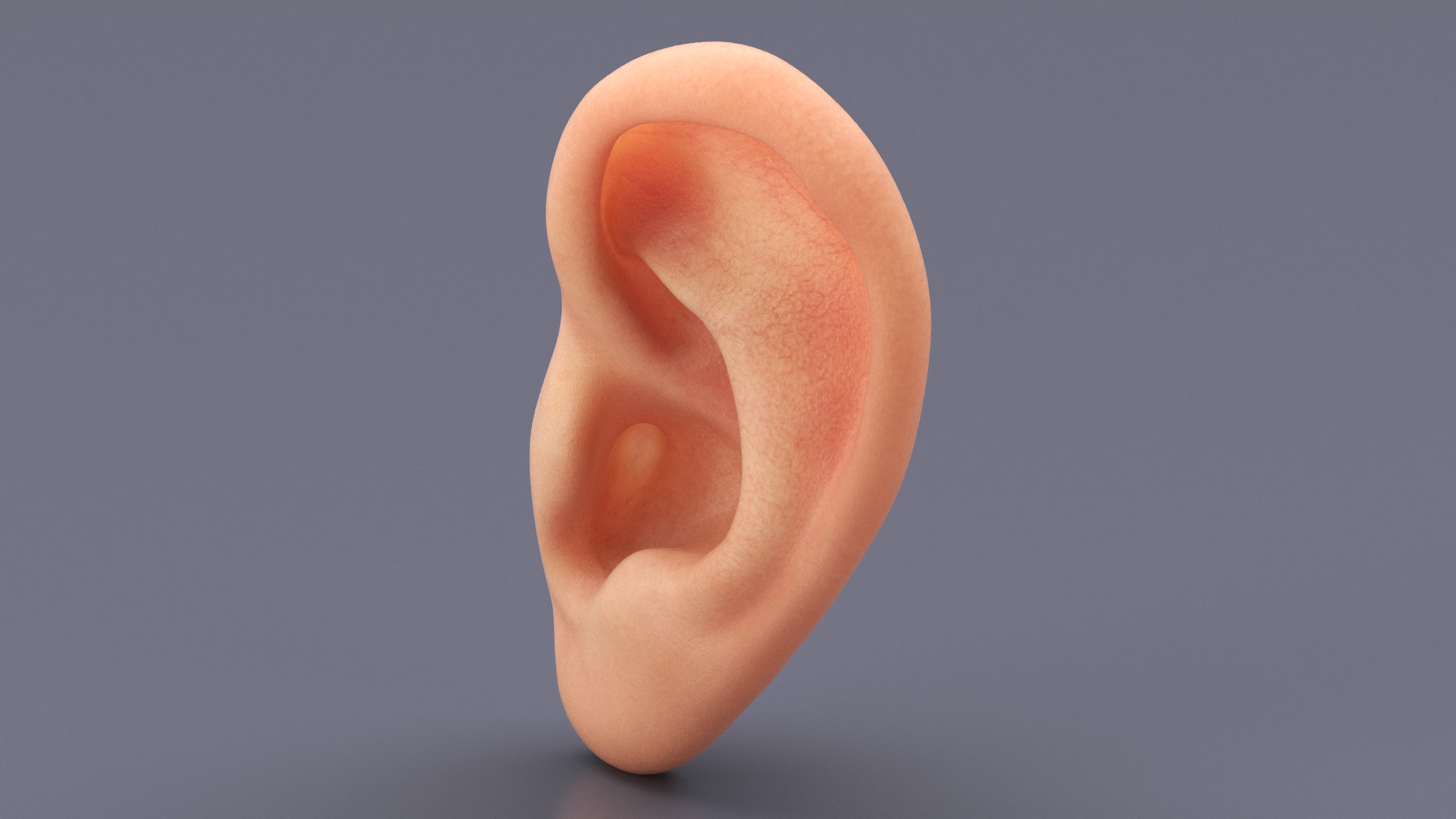 Realistic Human Ear Left 3D model