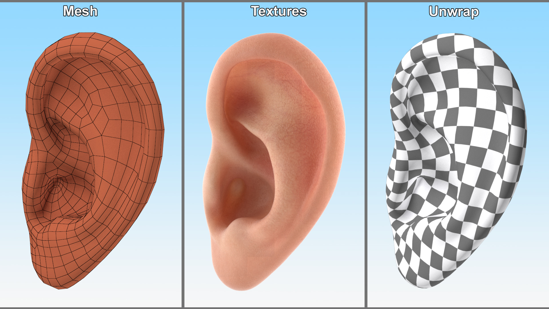 Realistic Human Ear Left 3D model