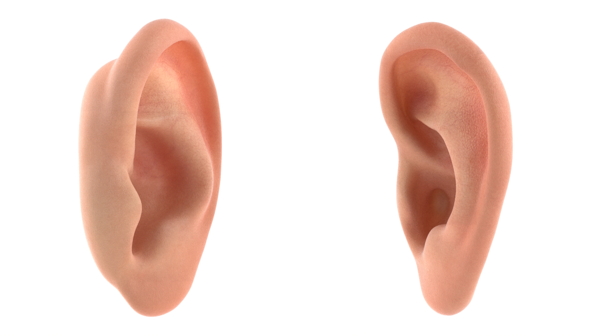 Realistic Human Ear Left 3D model