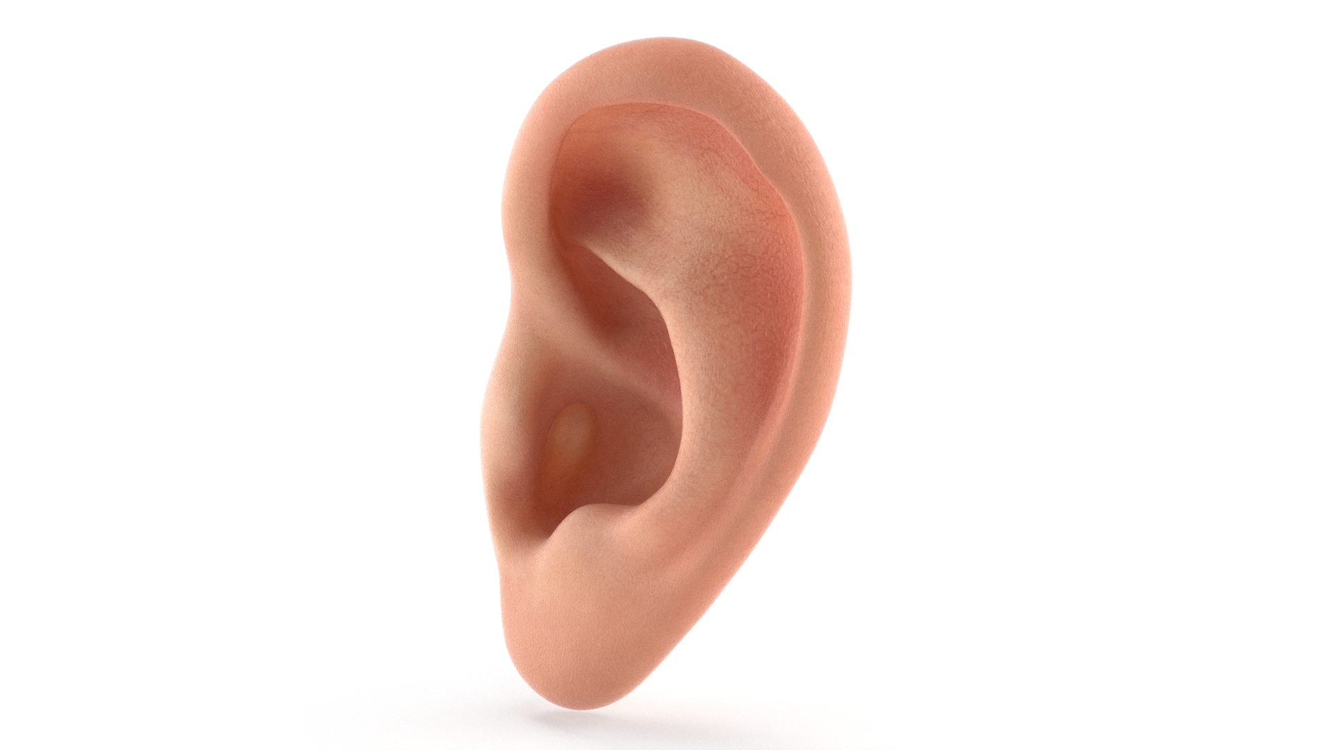 Realistic Human Ear Left 3D model