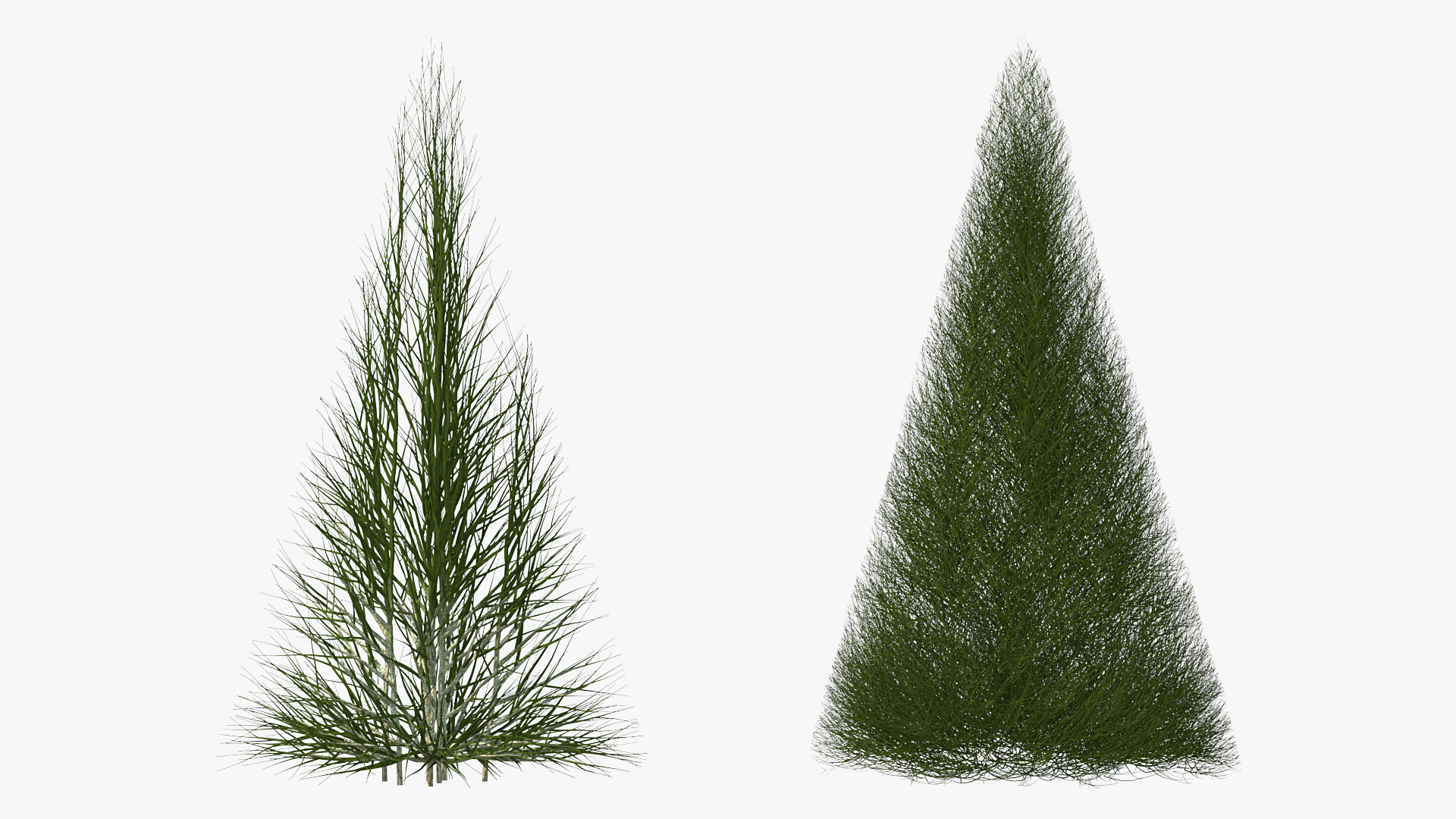 3D model Pyramidal Bare Shrub