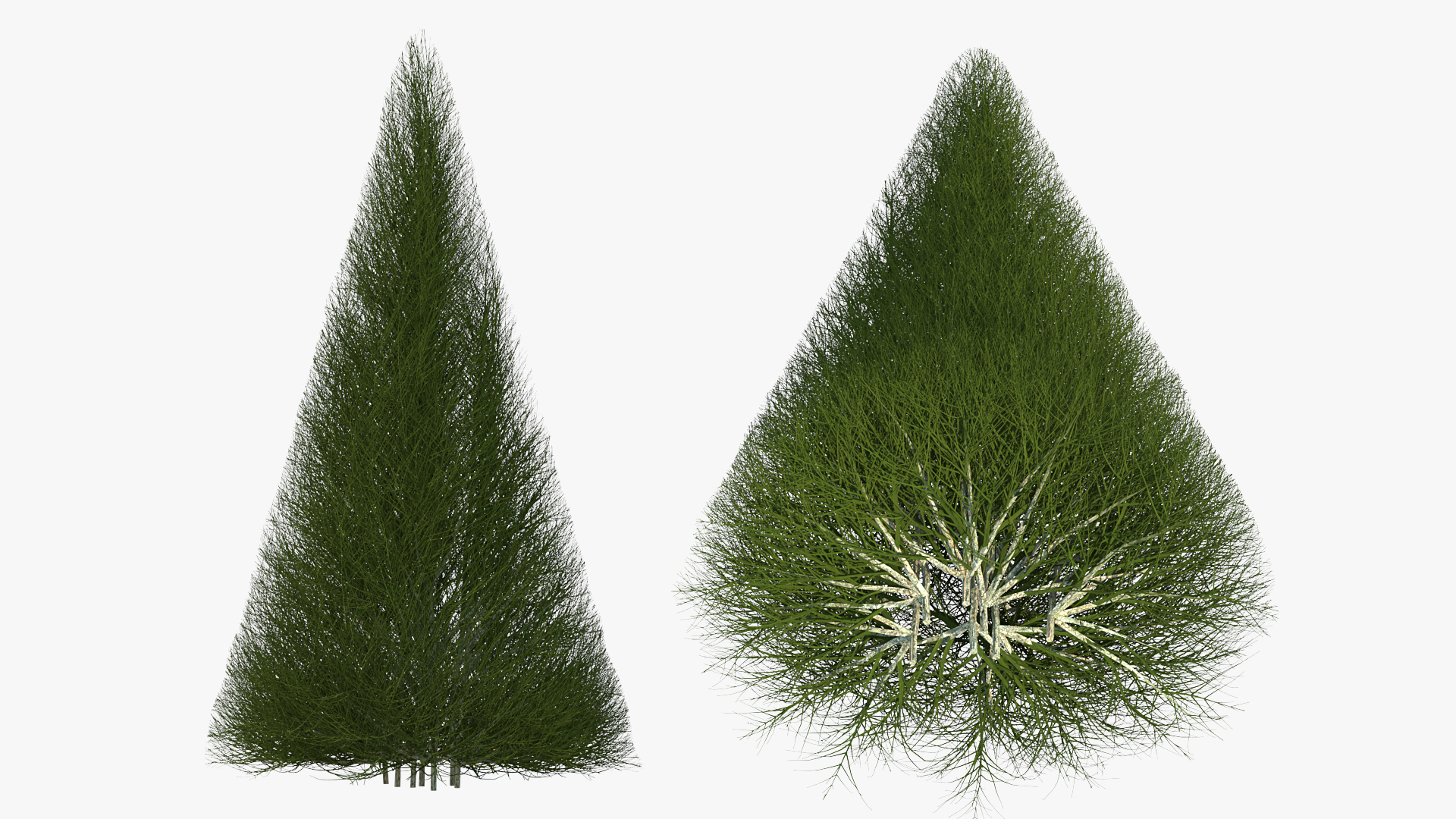 3D model Pyramidal Bare Shrub
