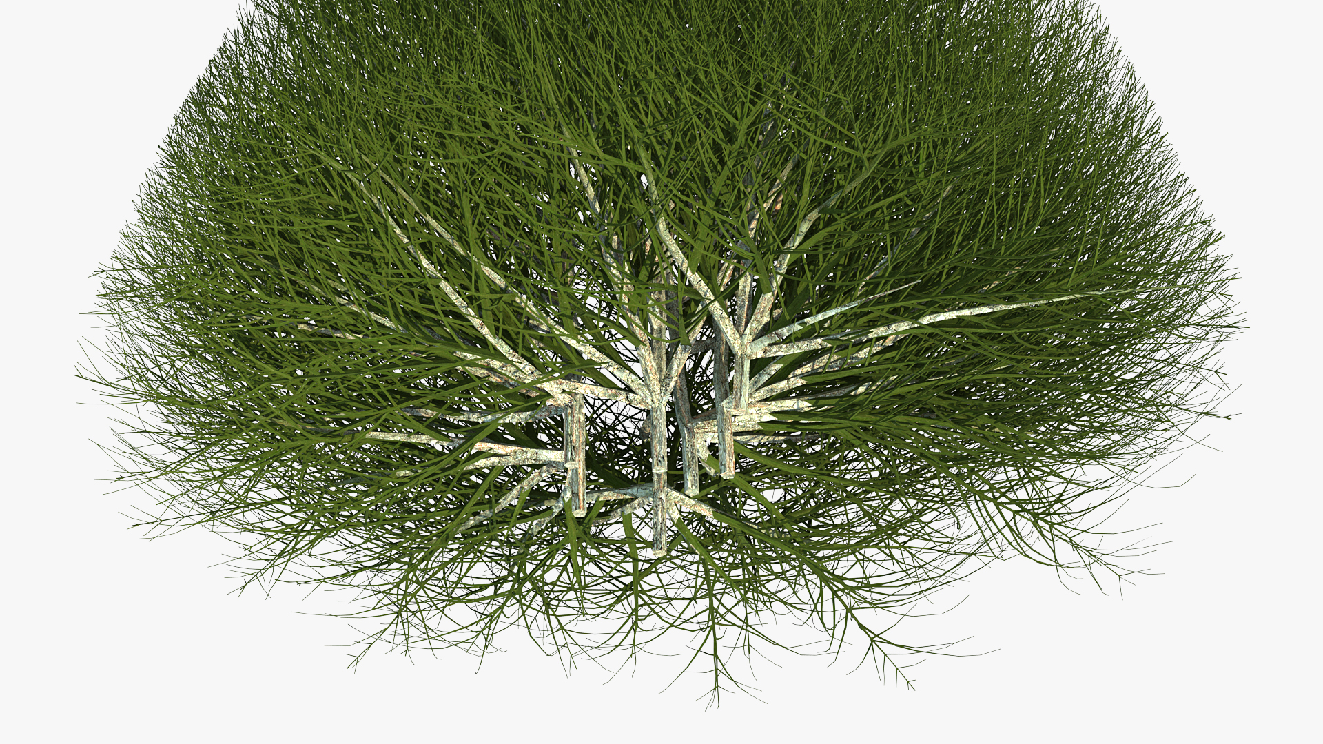 3D model Pyramidal Bare Shrub