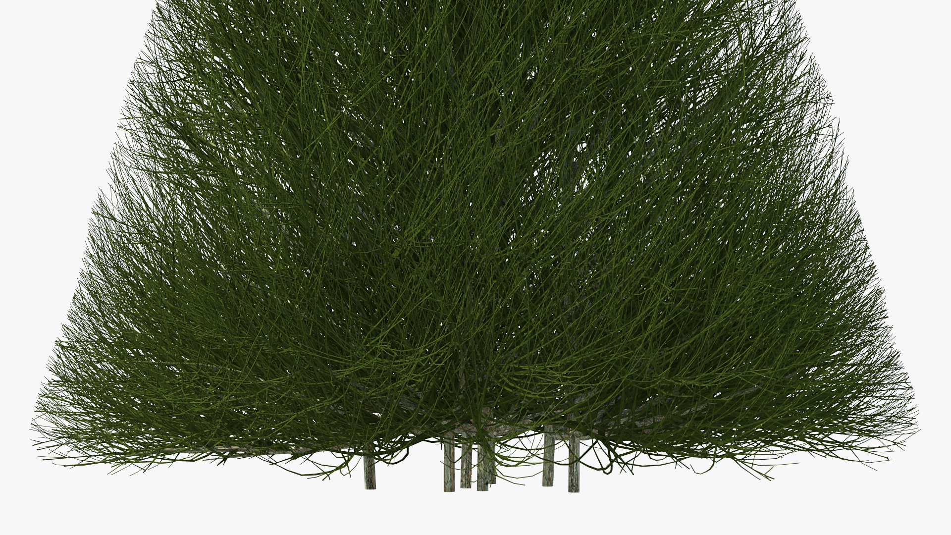 3D model Pyramidal Bare Shrub