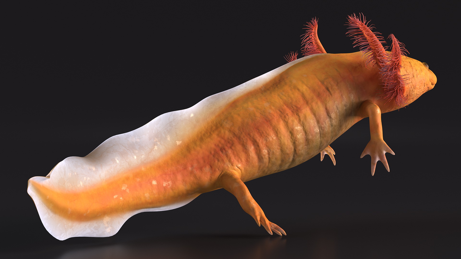 3D Gold Mexican Salamander model