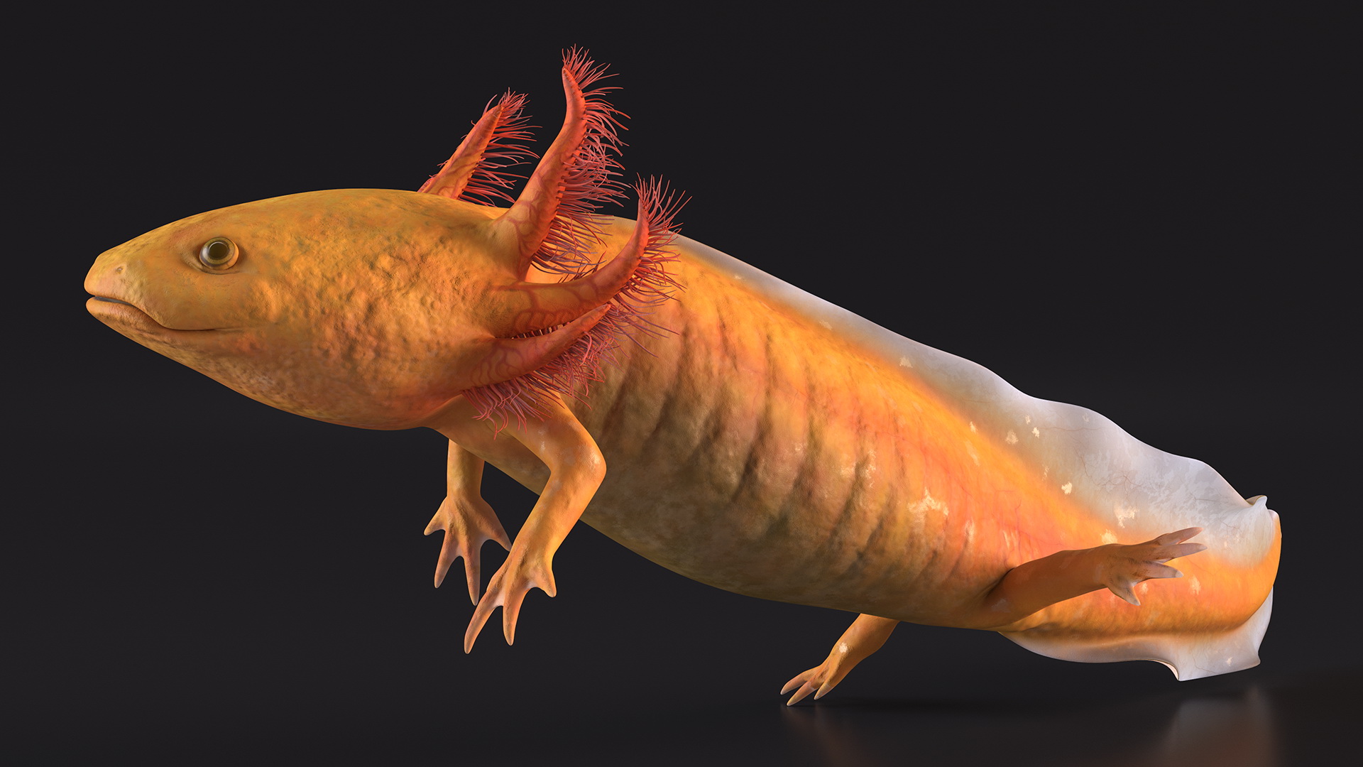 3D Gold Mexican Salamander model
