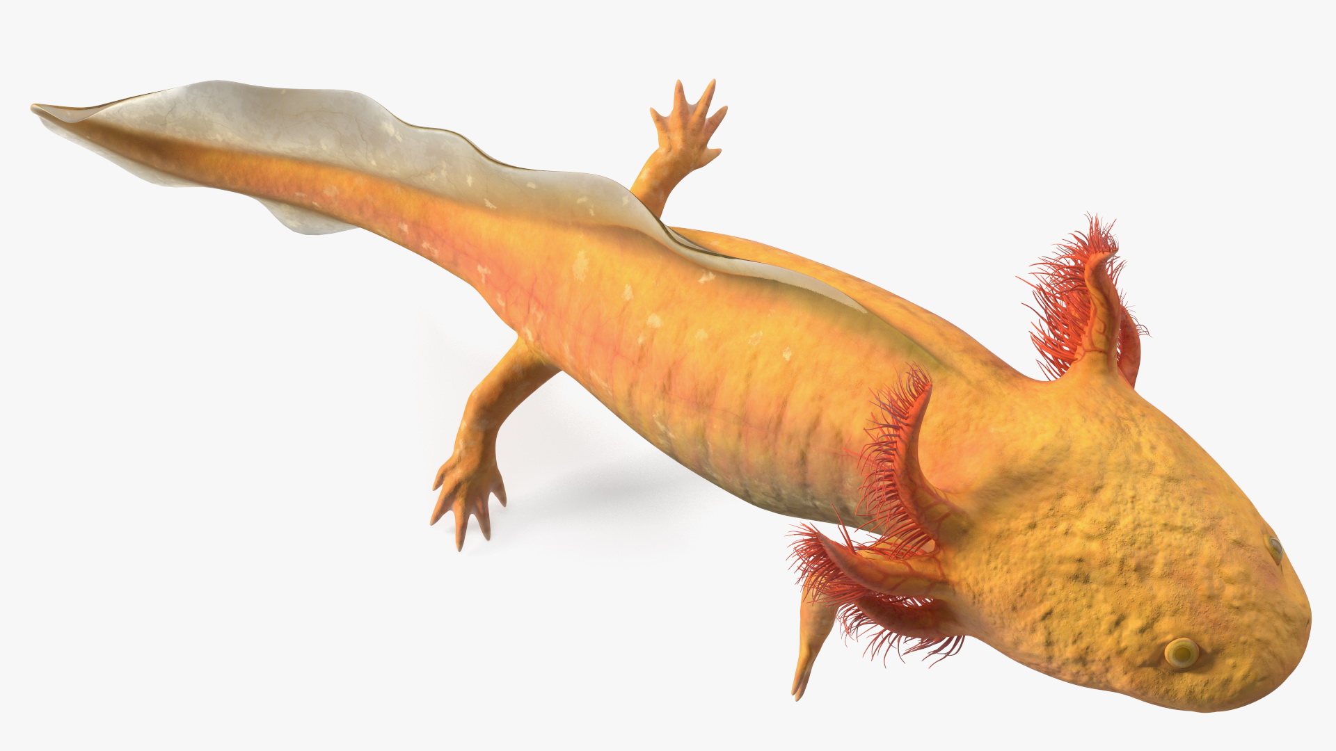 3D Gold Mexican Salamander model