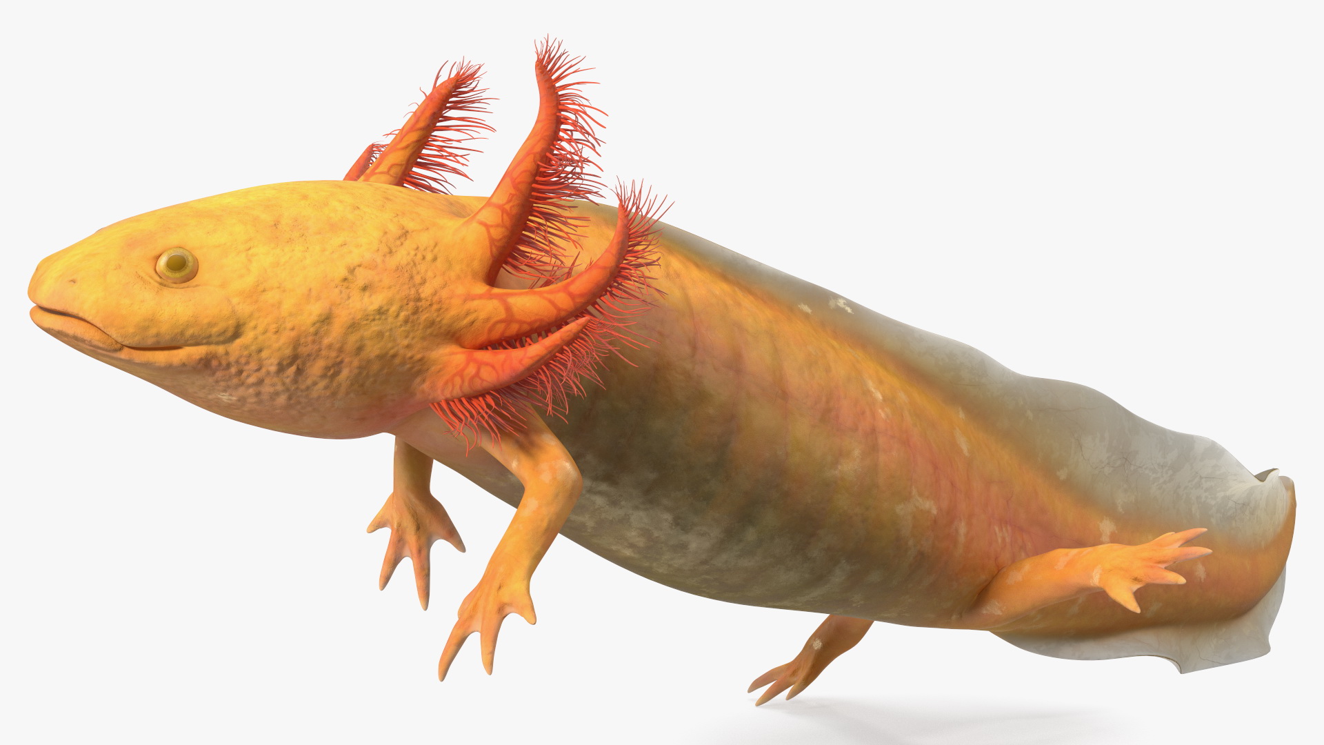 3D Gold Mexican Salamander model