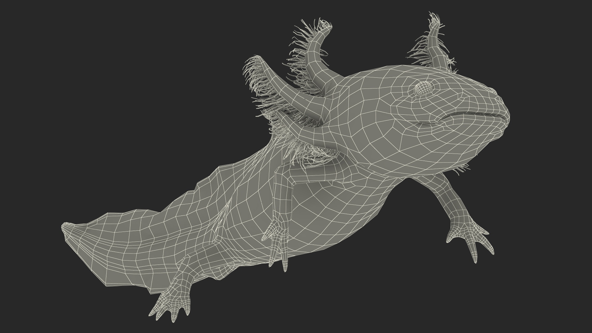 3D Gold Mexican Salamander model
