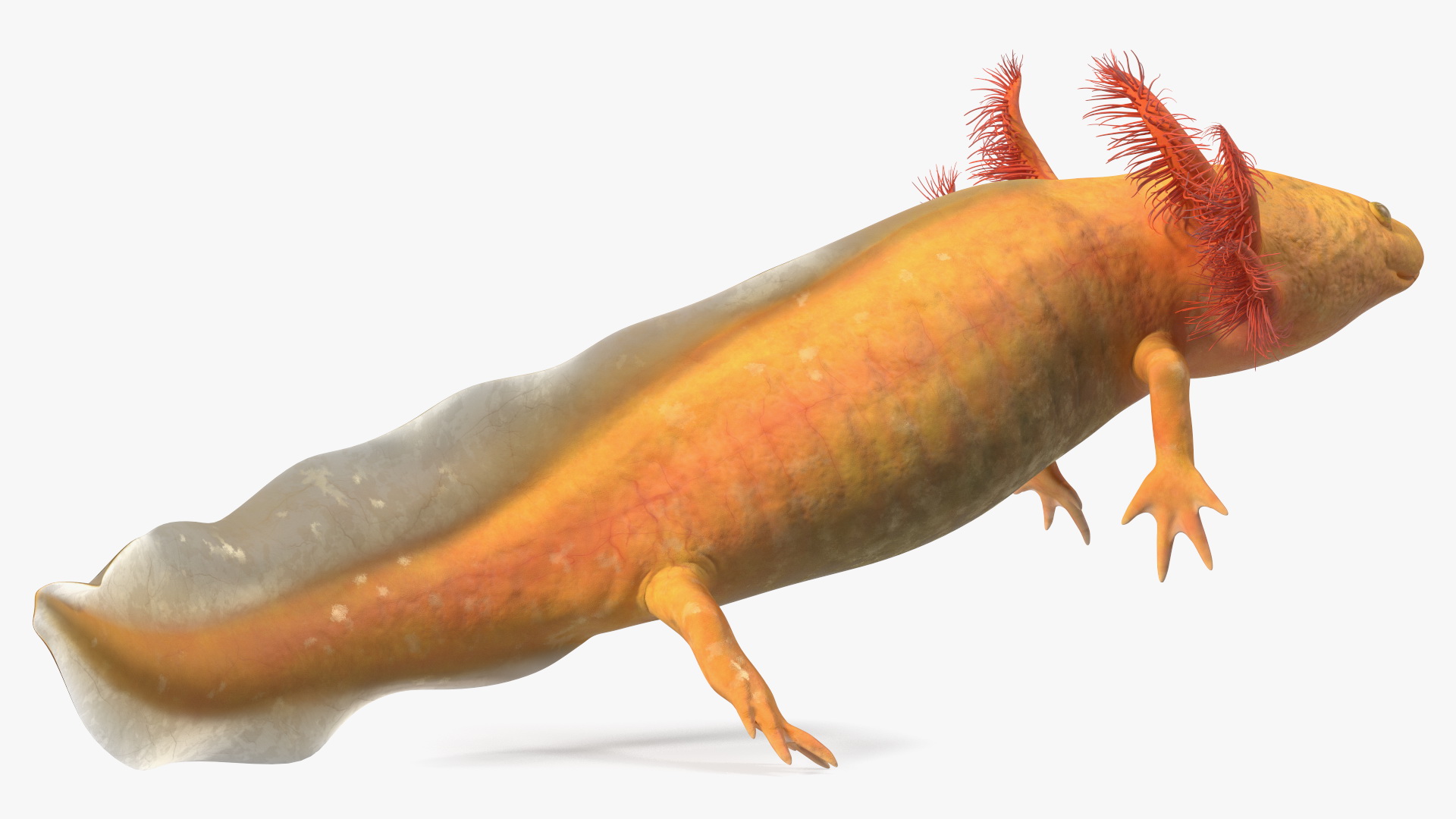 3D Gold Mexican Salamander model
