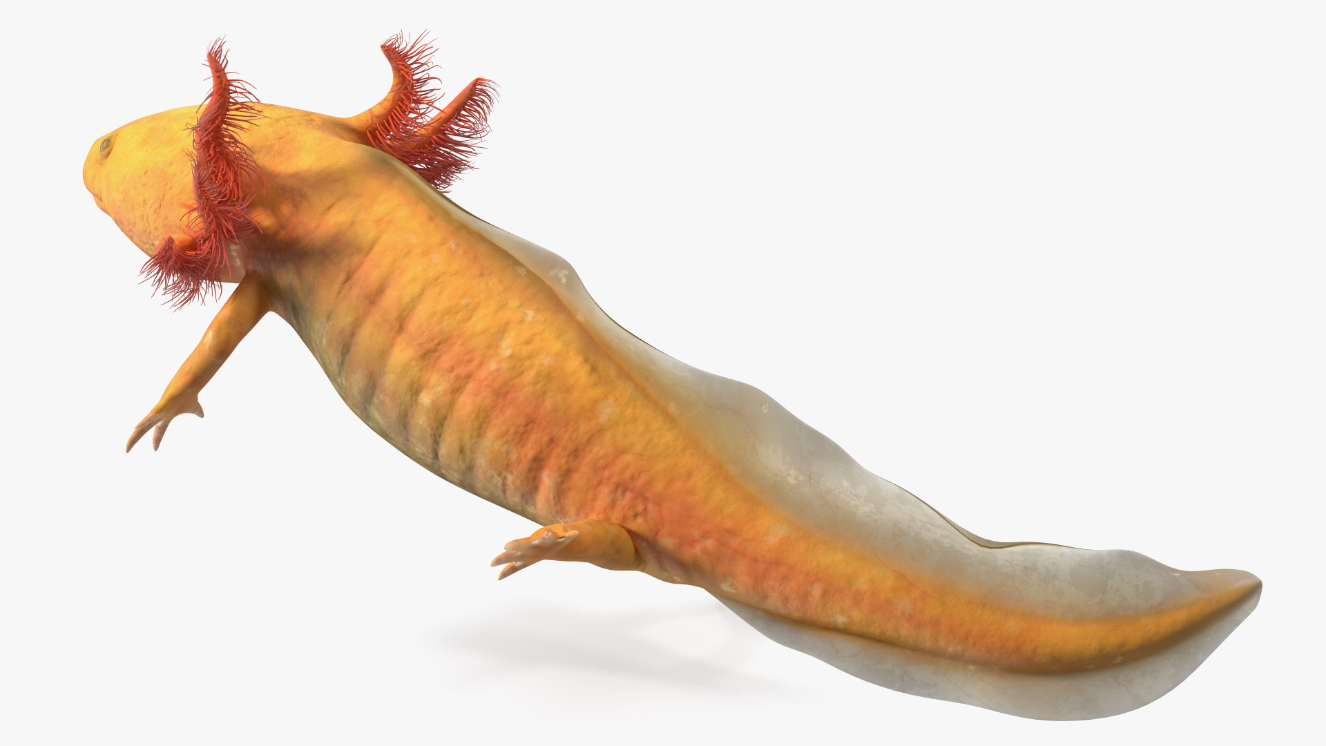 3D Gold Mexican Salamander model