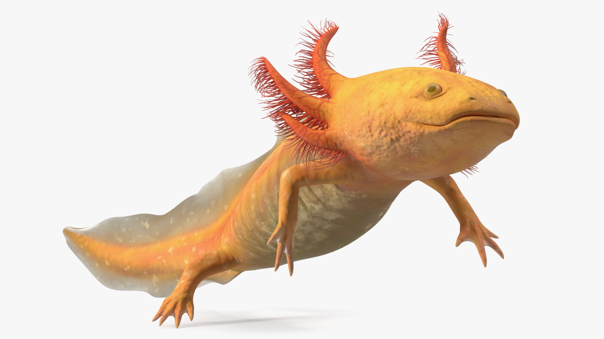 3D Gold Mexican Salamander model