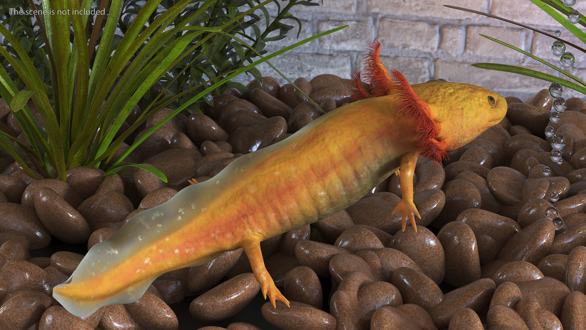 3D Gold Mexican Salamander model