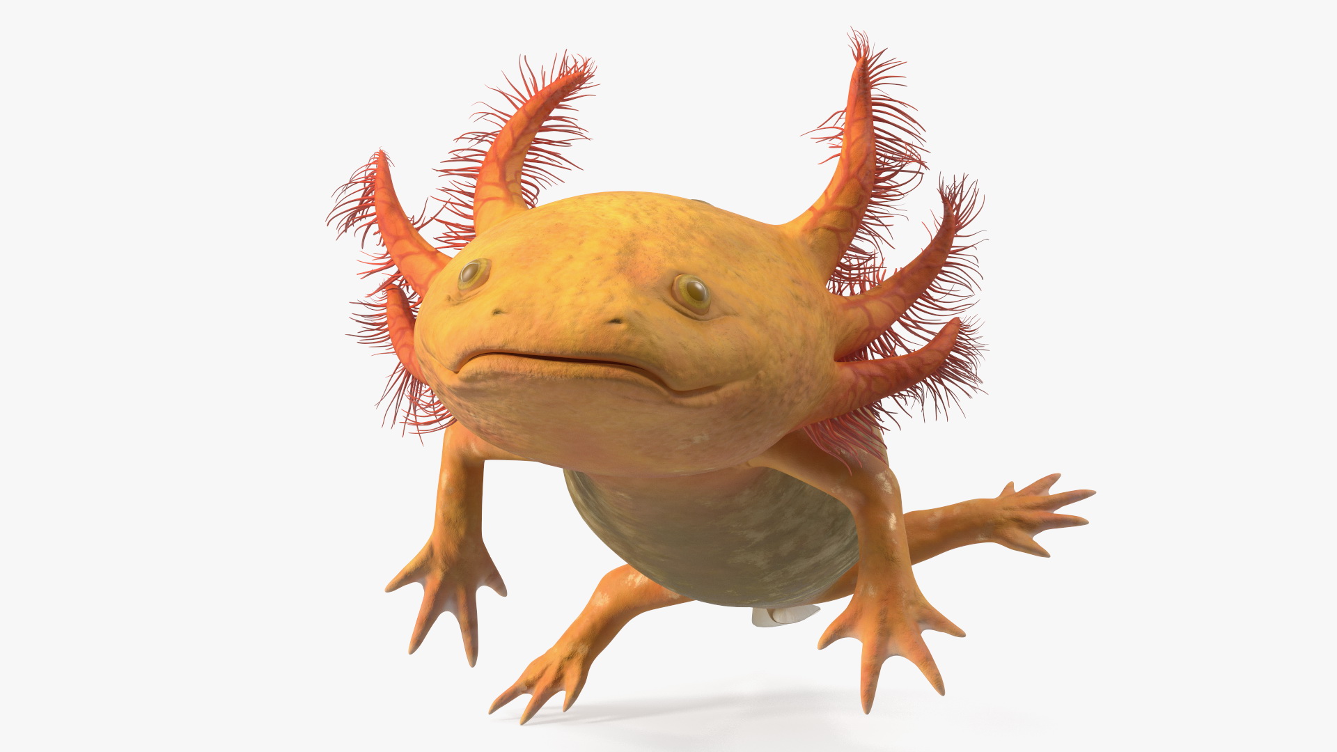 3D Gold Mexican Salamander model