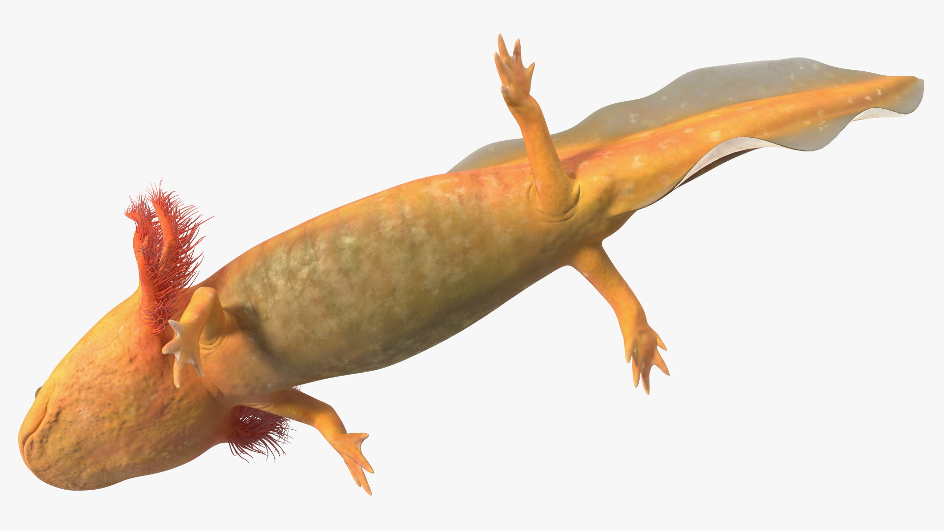 3D Gold Mexican Salamander model