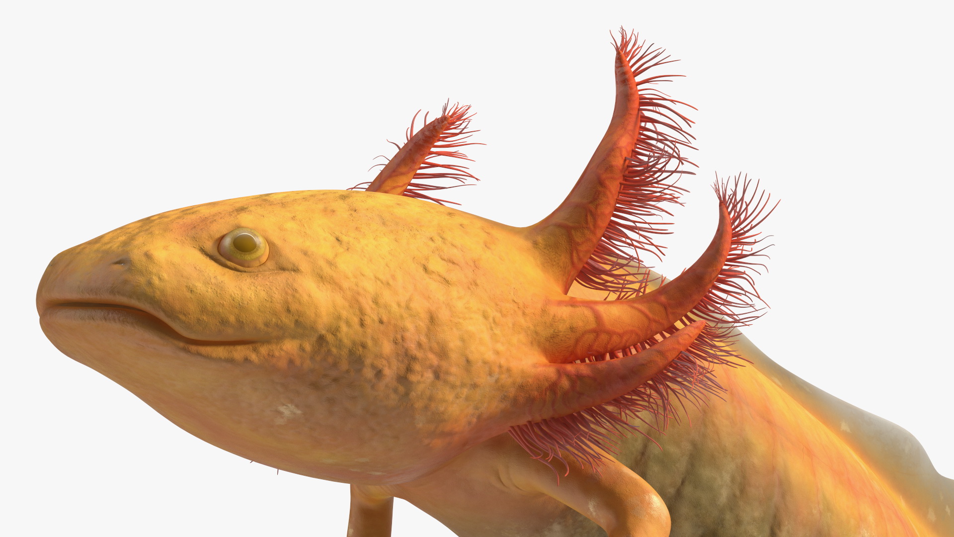 3D Gold Mexican Salamander model