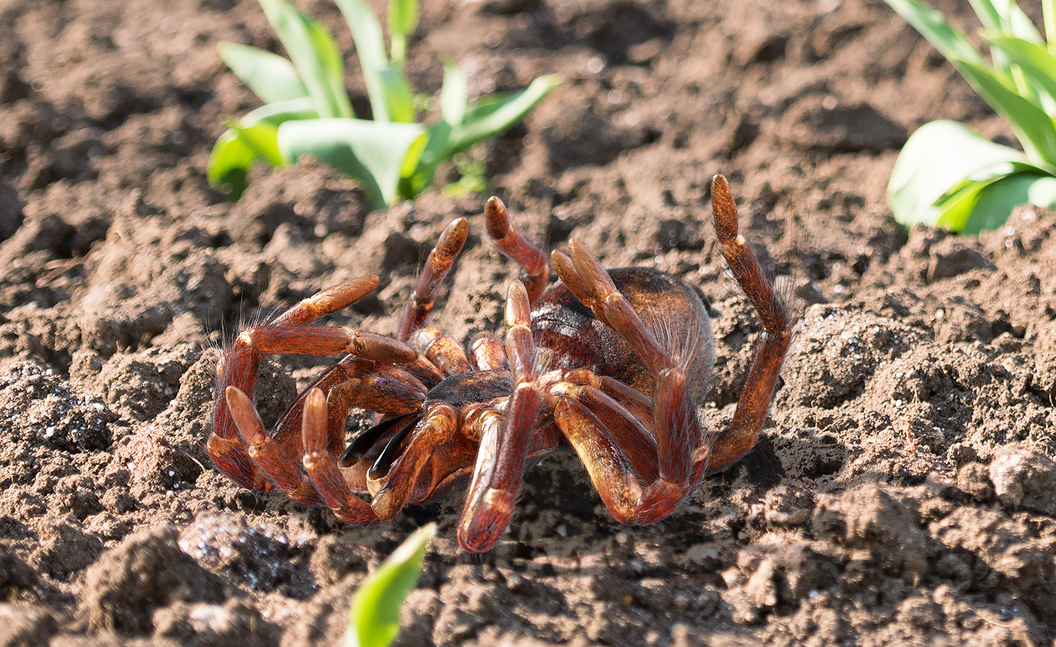 3D Goliath Birdeater Dead Pose with Fur