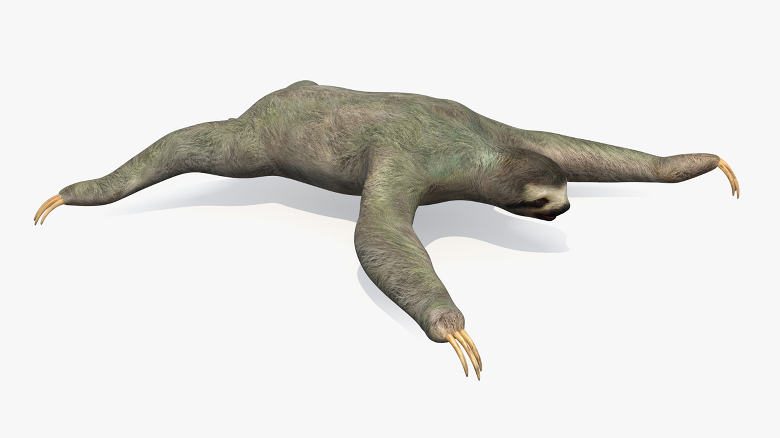 3D Sloth Rigged for Cinema 4D