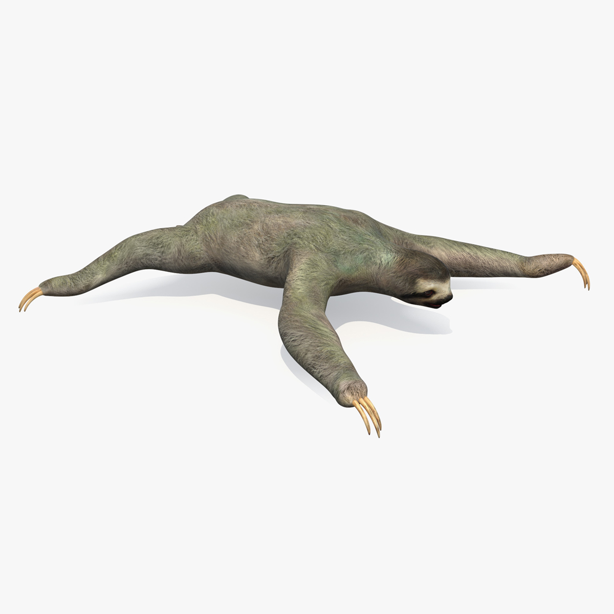 3D Sloth Rigged for Cinema 4D