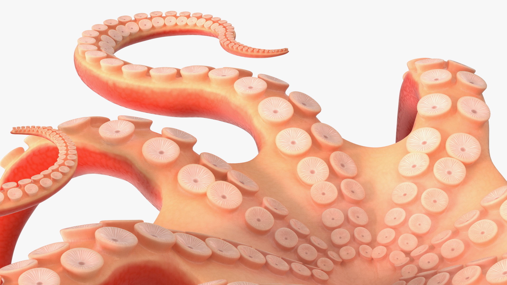 Cartoon Octopus Moving Pose 3D