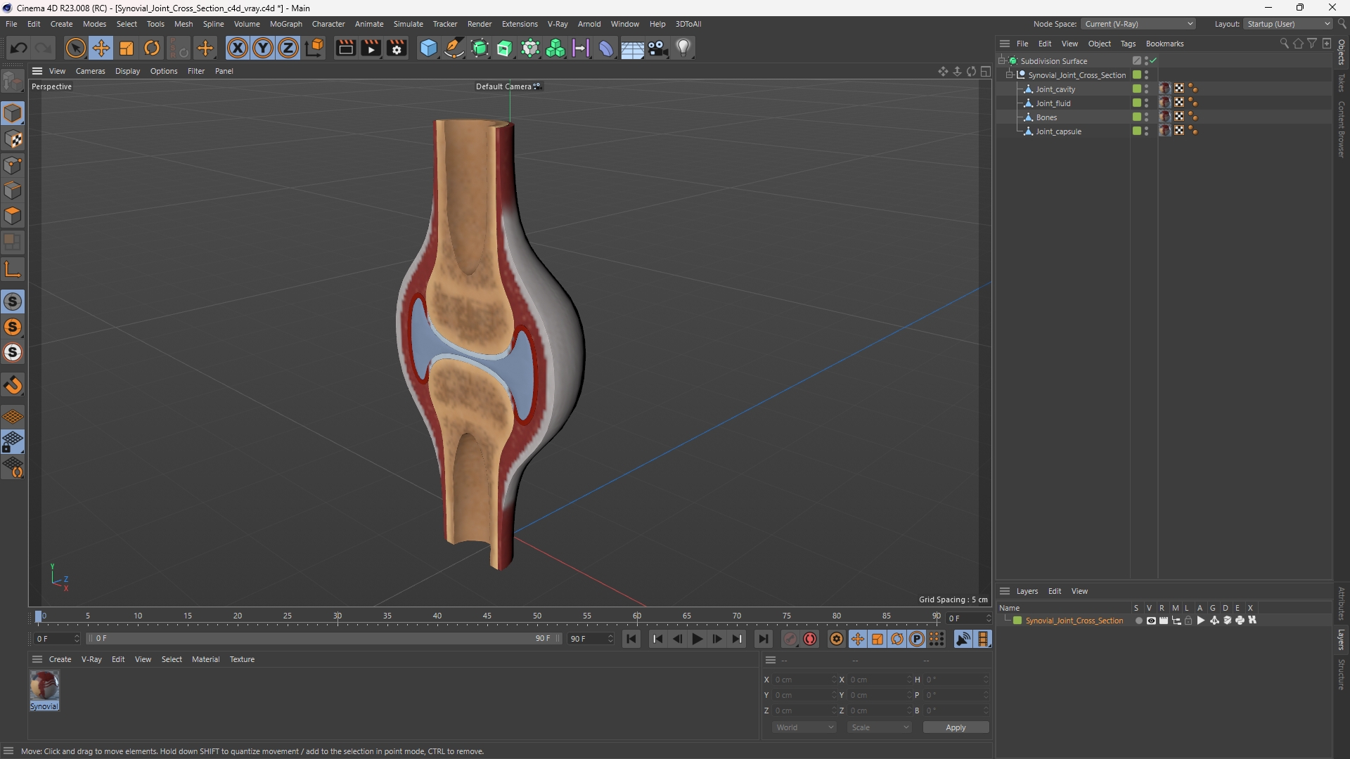 Synovial Joint Cross Section - view 12