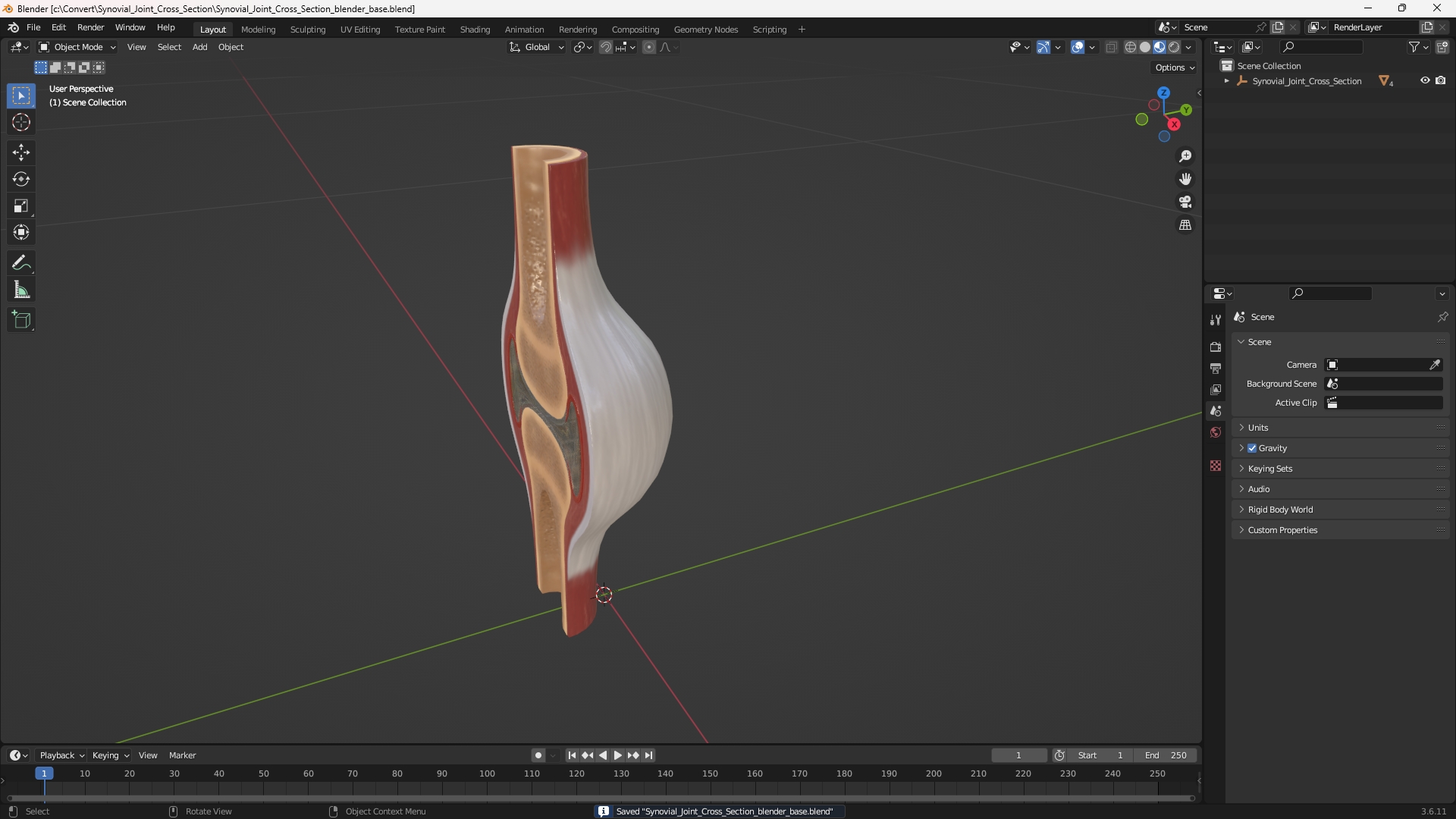 Synovial Joint Cross Section - view 10