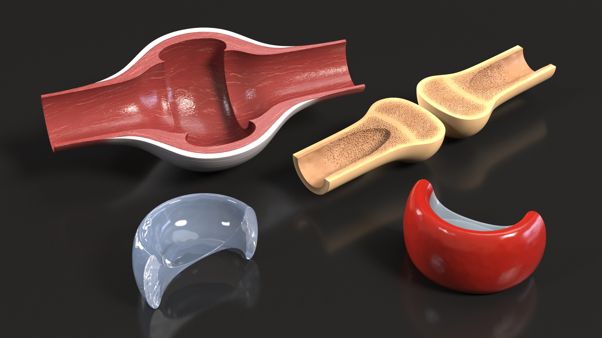 Synovial Joint Cross Section - view 4