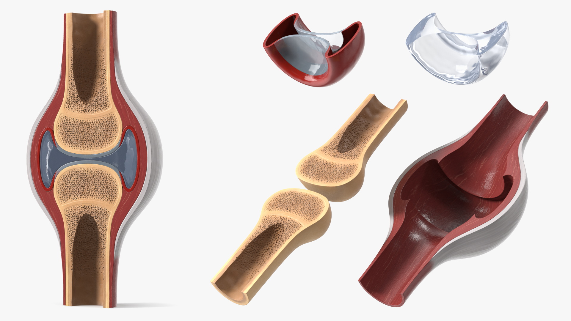 Synovial Joint Cross Section - view 2