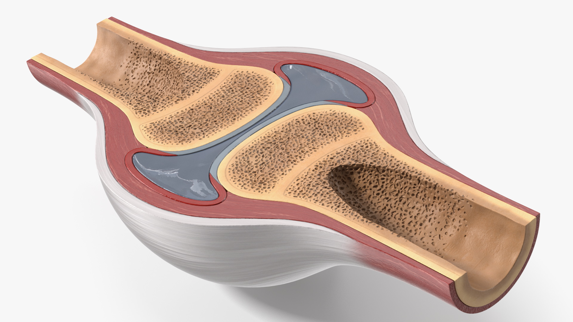 Synovial Joint Cross Section - view 5