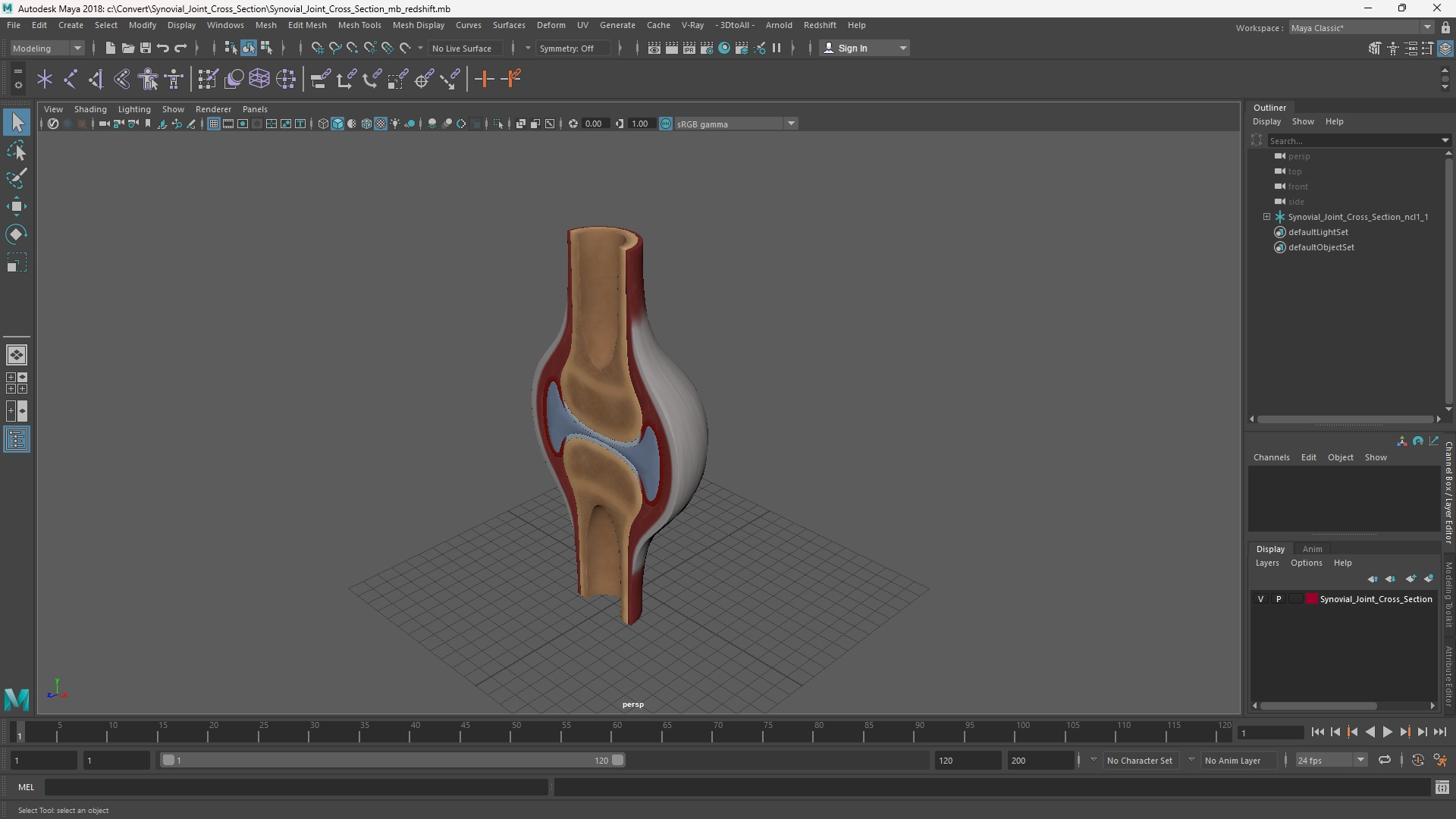 Synovial Joint Cross Section - view 11