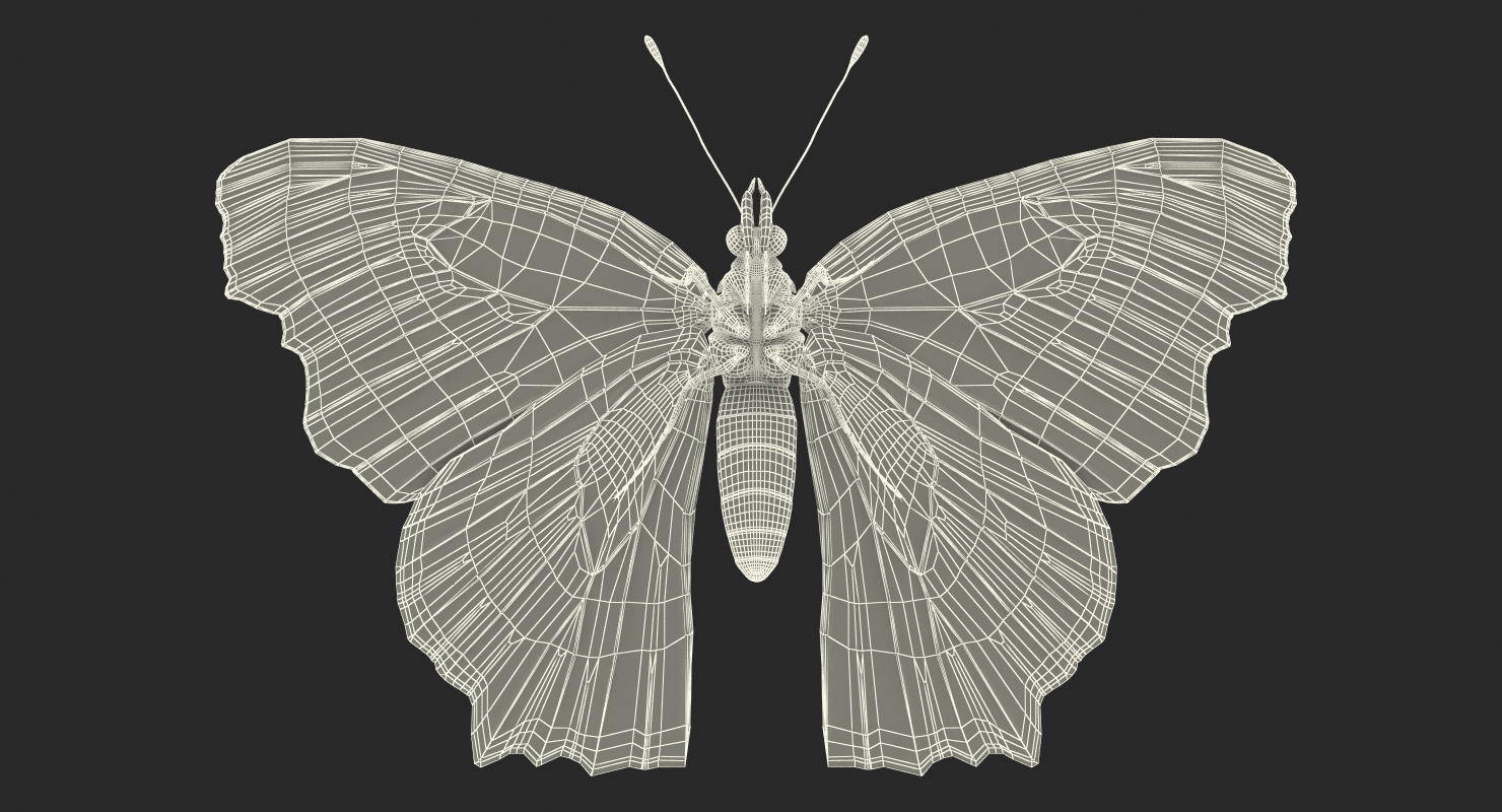 3D model Aglais io Butterfly with Fur Rigged